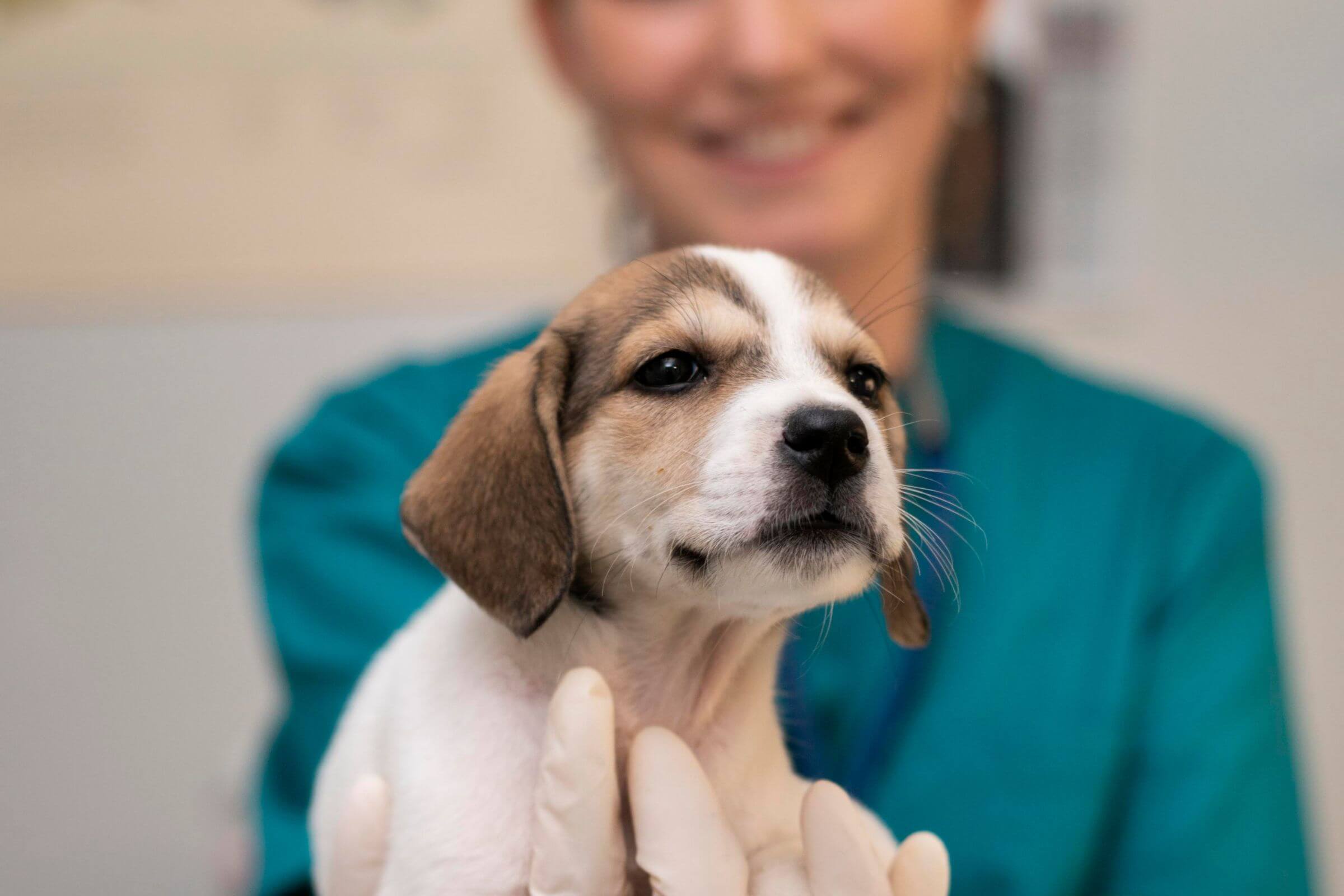 Principais diferenças entre veterinário de horário normal e veterinário 24h, clínica veterinária 24h