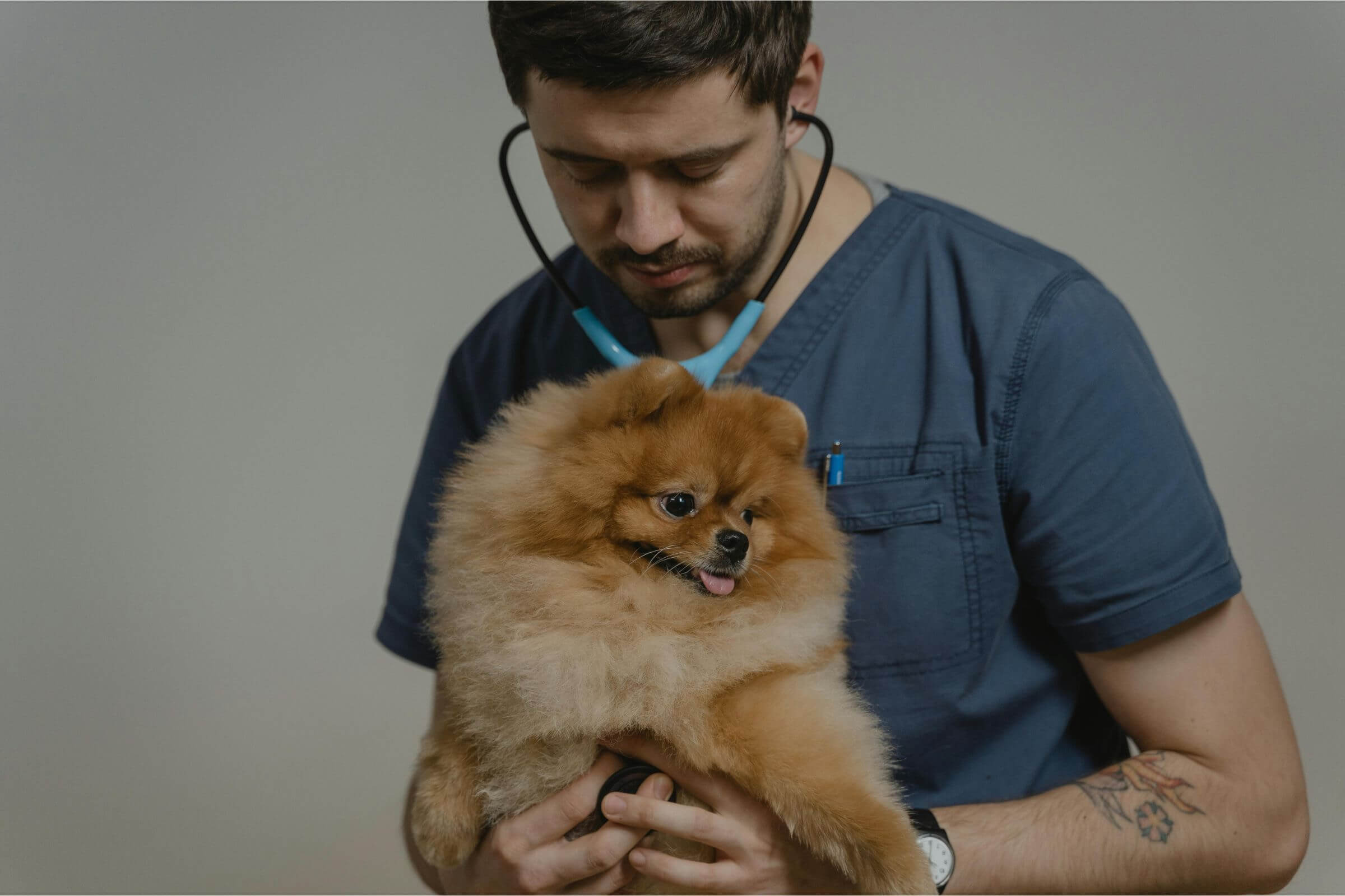 Qual a diferença entre pronto-atendimento e emergência? clínica veterinária 24h