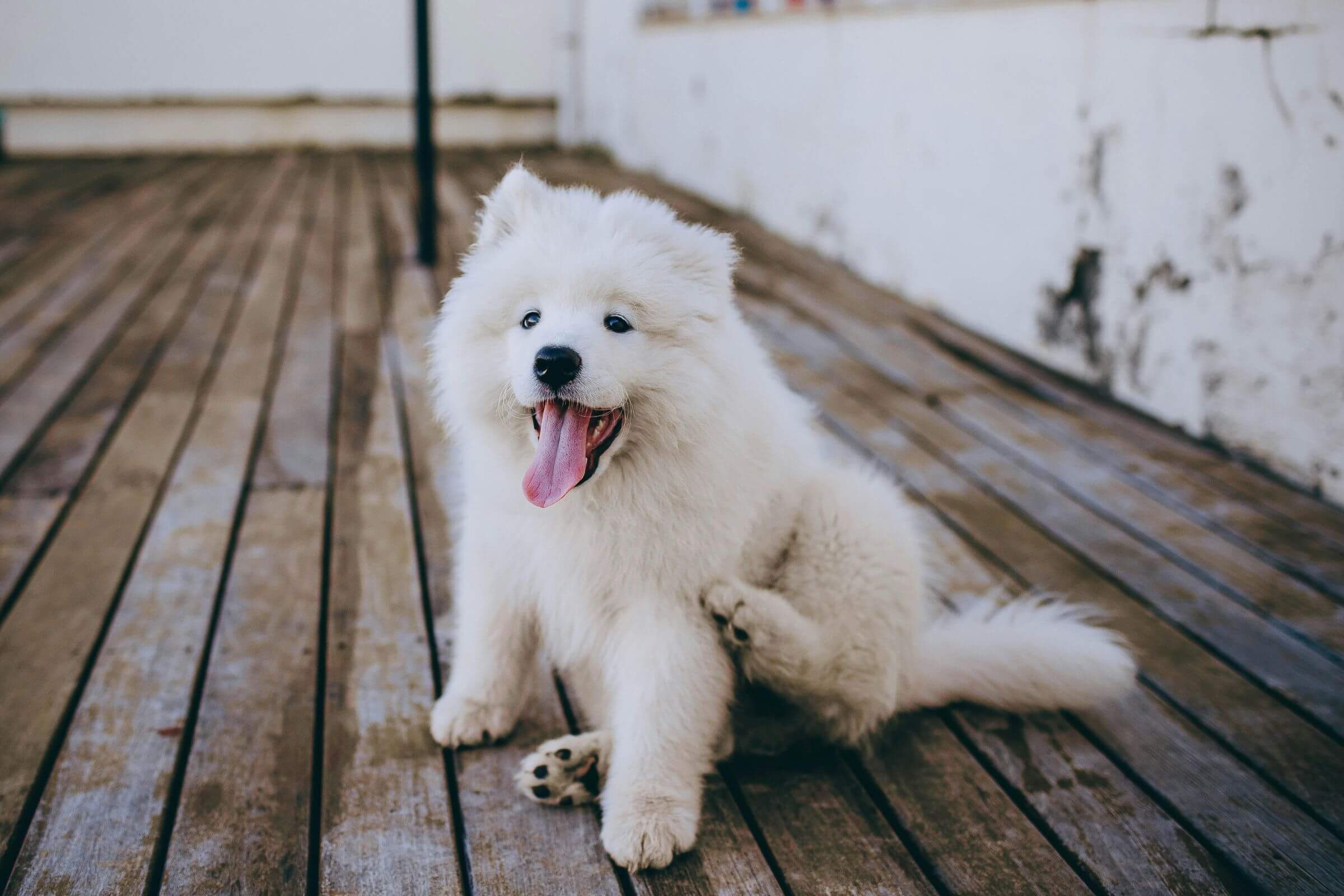 Por que o cachorro arranca os próprios pelos? clínica veterinária 24h