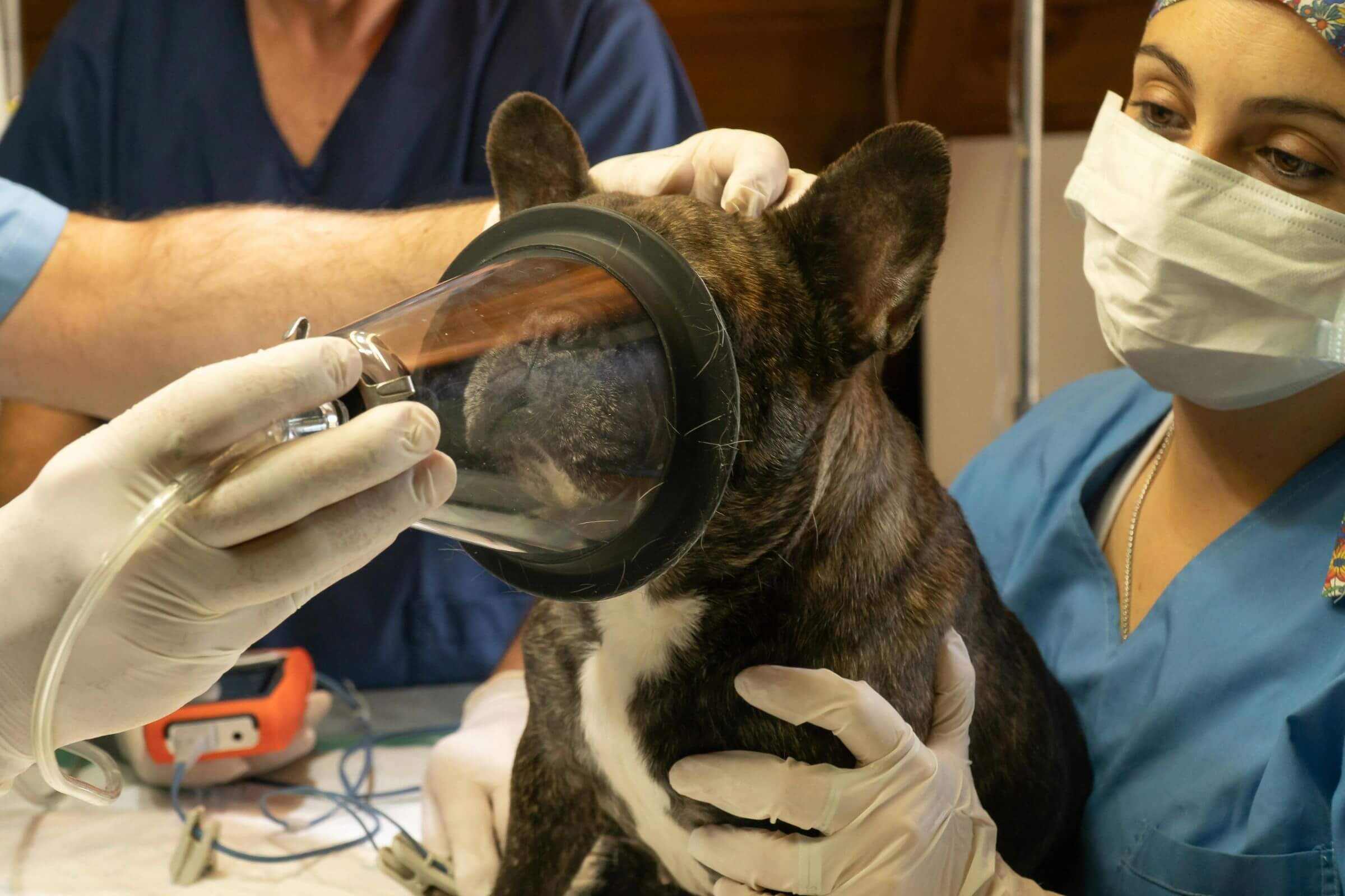 UTI veterinária: quando o pet precisa? clínica veterinária 24h