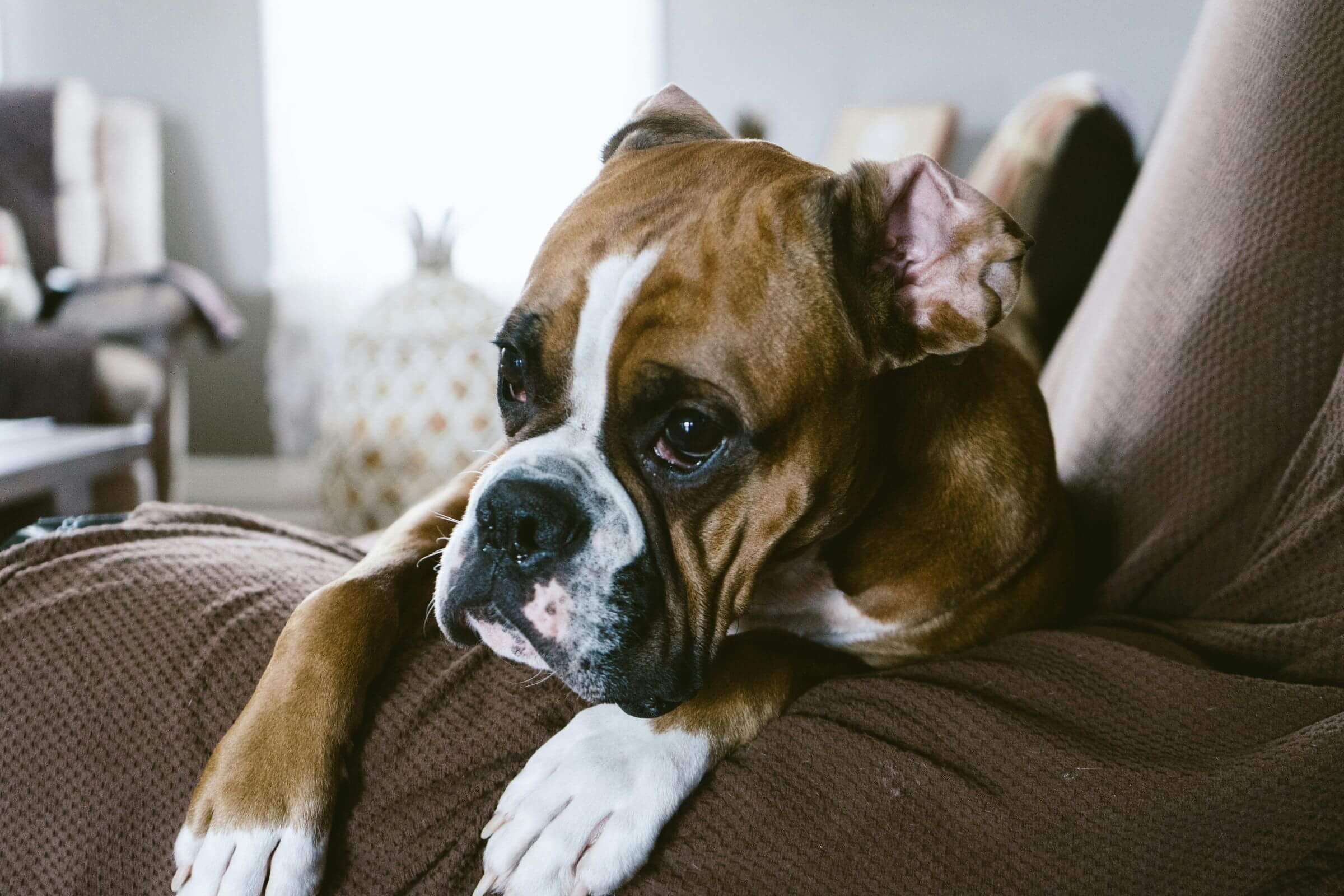 O que é parvovirose e como prevenir? clínica veterinária 24h