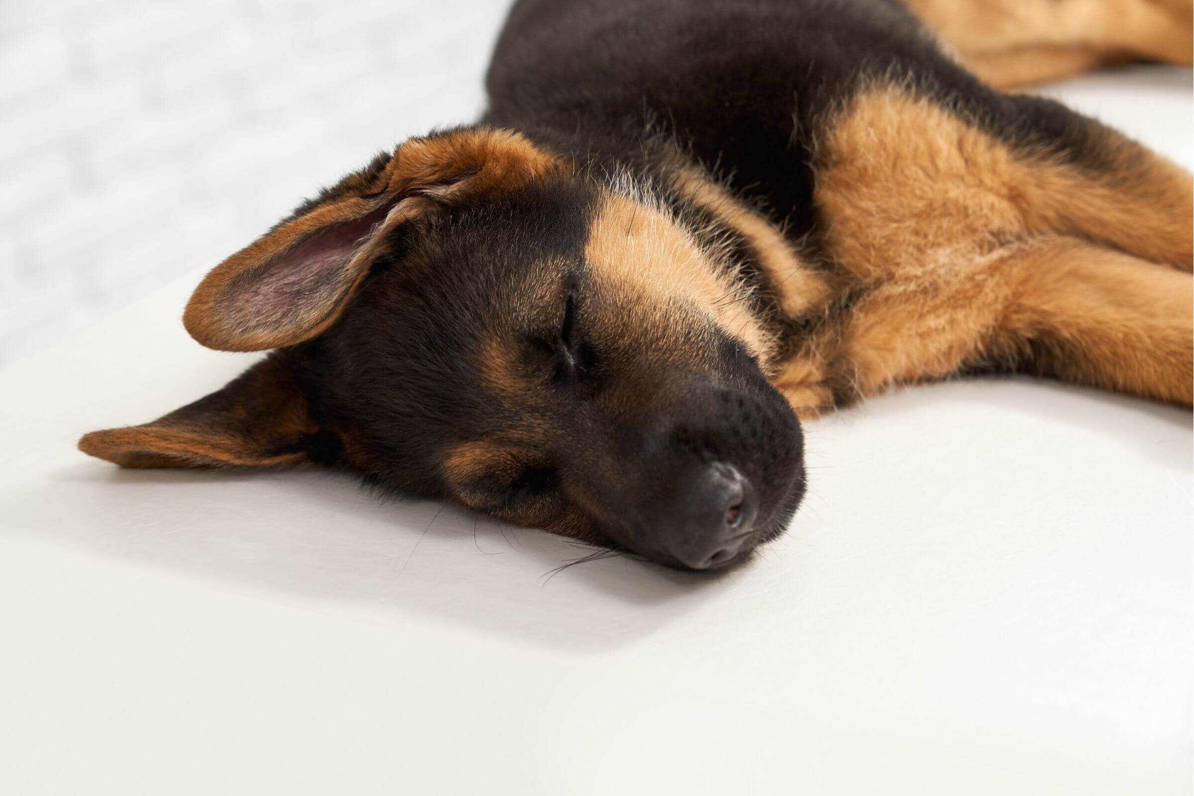 Meu cachorro desmaiou de repente: o que fazer? clínica veterinária 24h