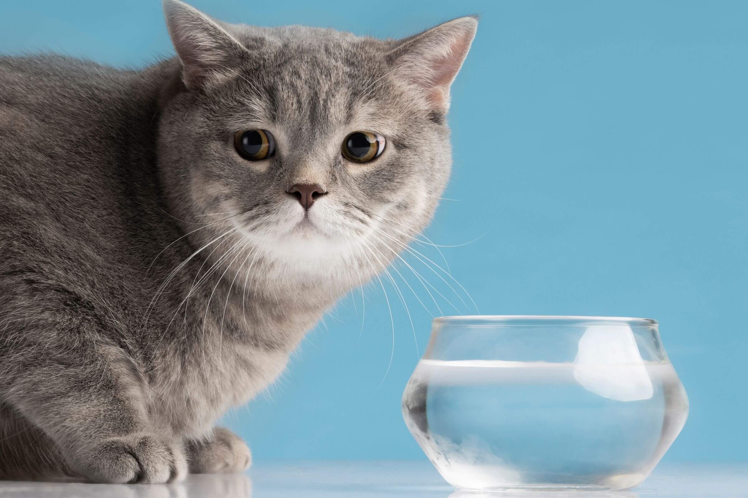 Meu gato parou de beber água: é perigoso? clínica veterinária 24h