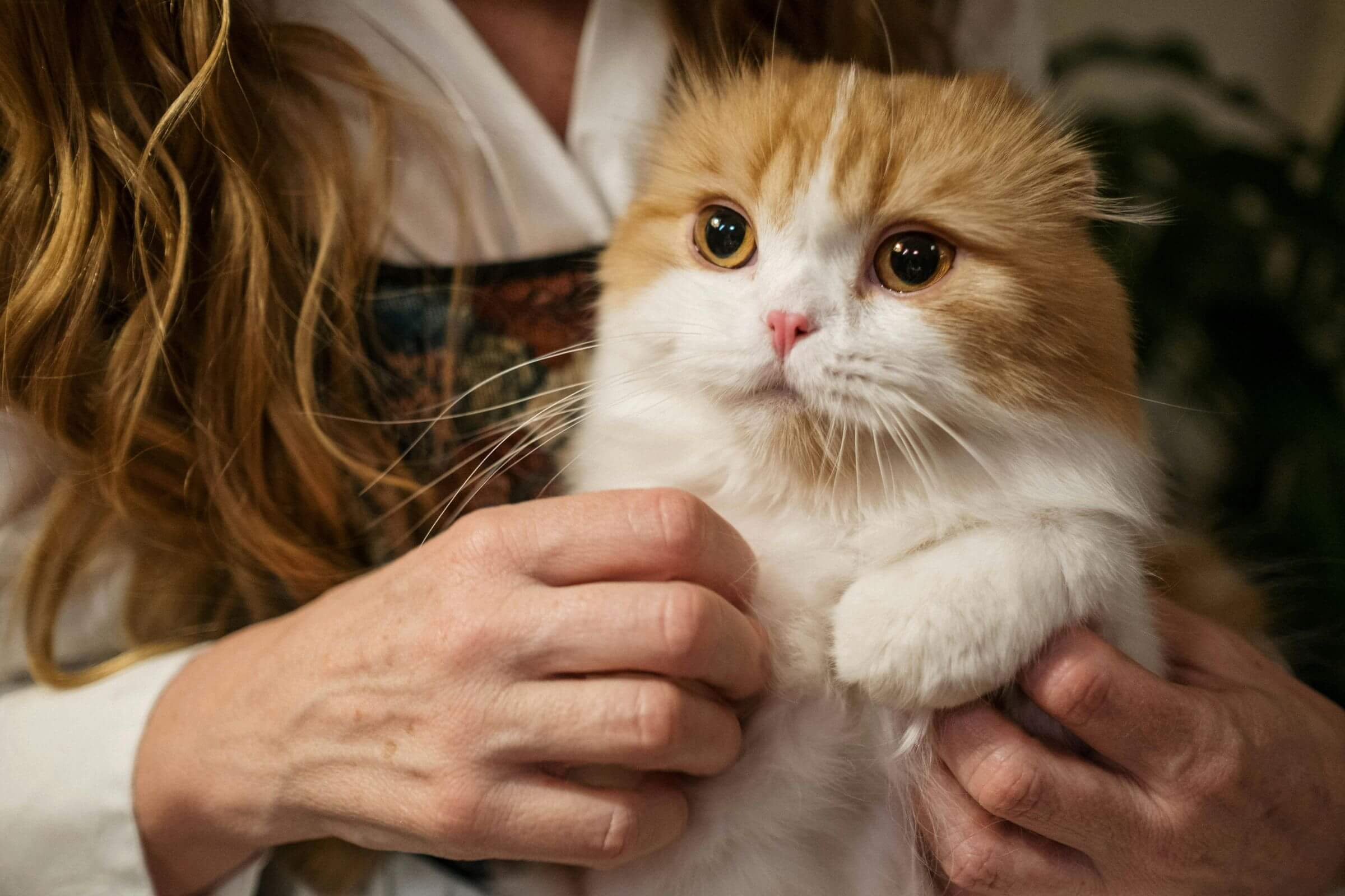Como saber se o gato está com dor? clínica veterinária 24h