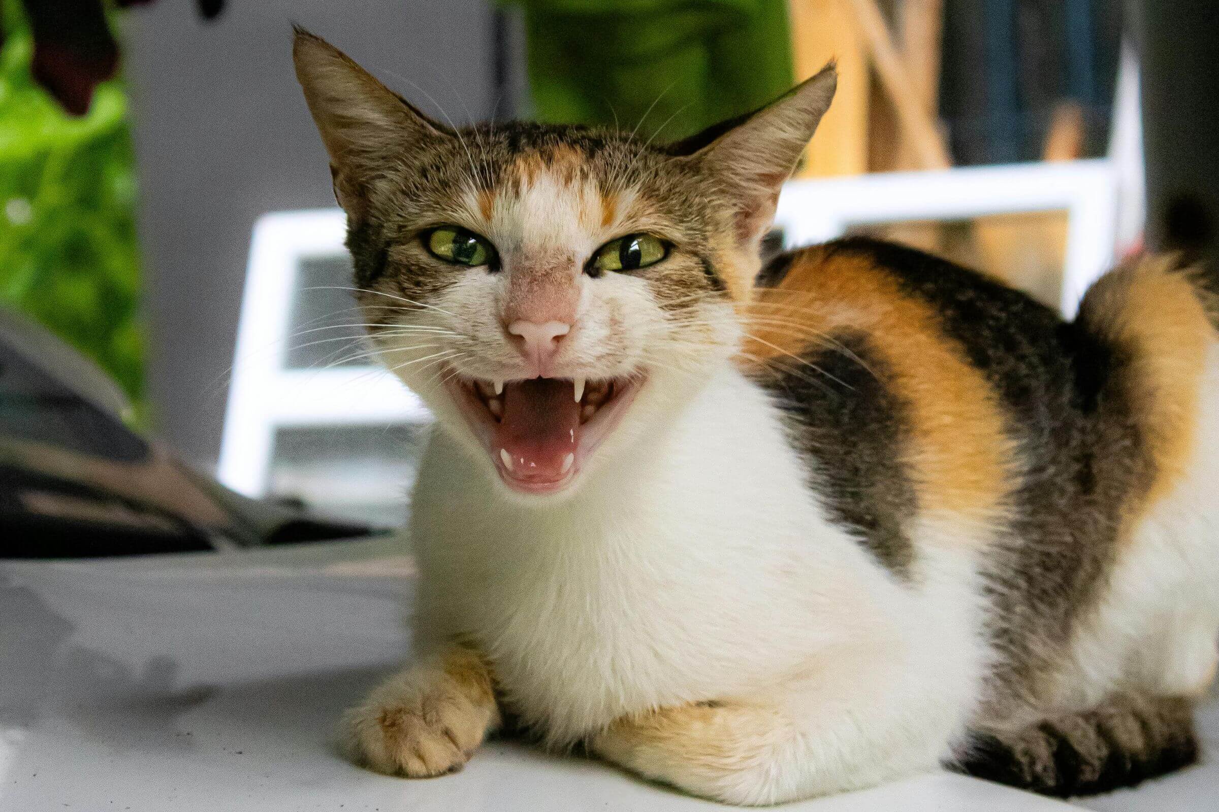 Meu gato mia demais: pode ser estresse? clínica veterinária 24h