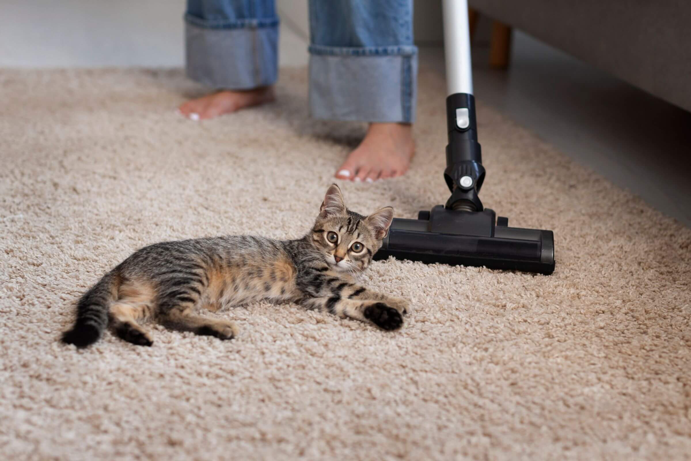 Como evitar pulgas dentro de casa? clínica veterinária 24h