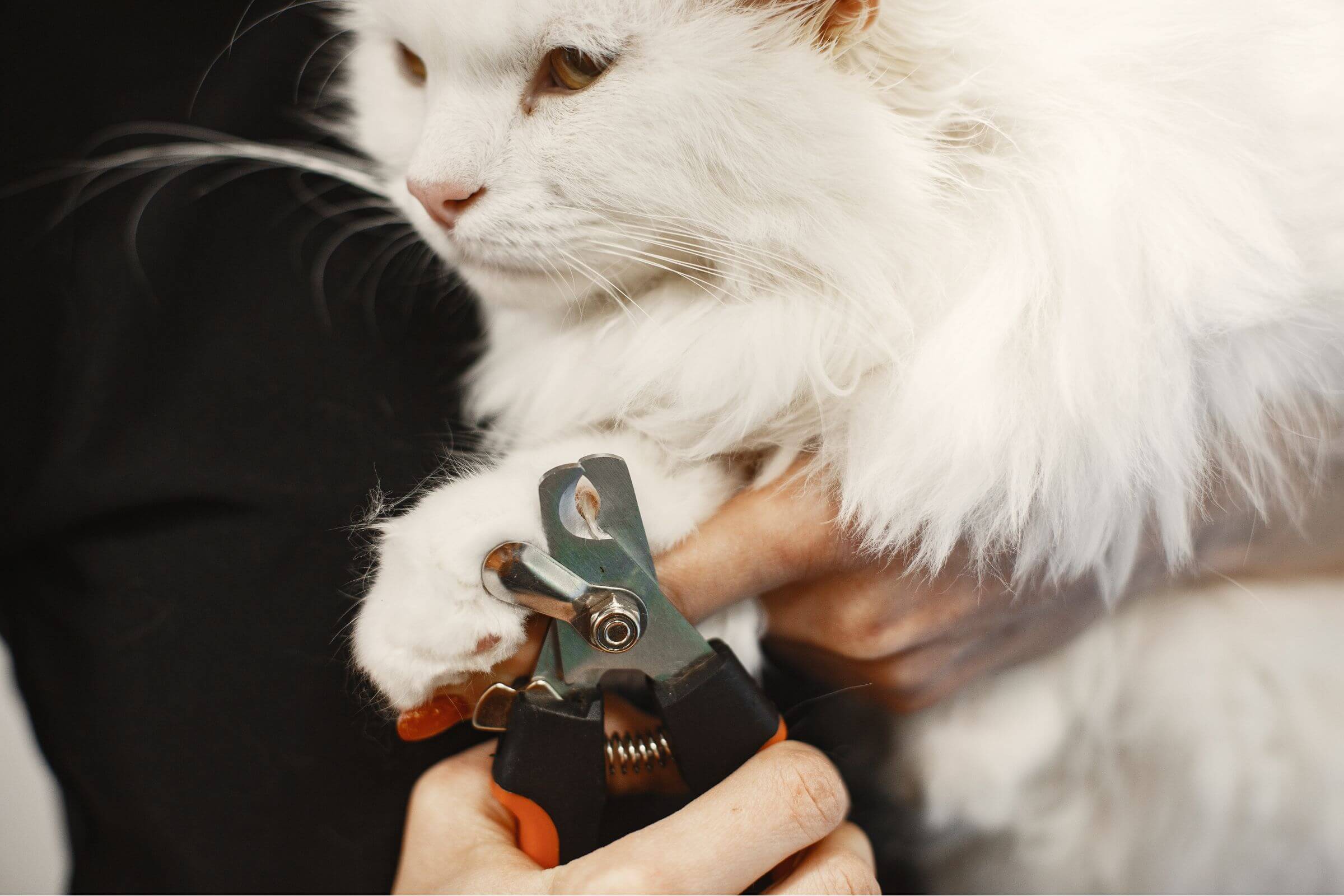 Meu gato não deixa cortar as unhas: como proceder? clínica veterinária 24h