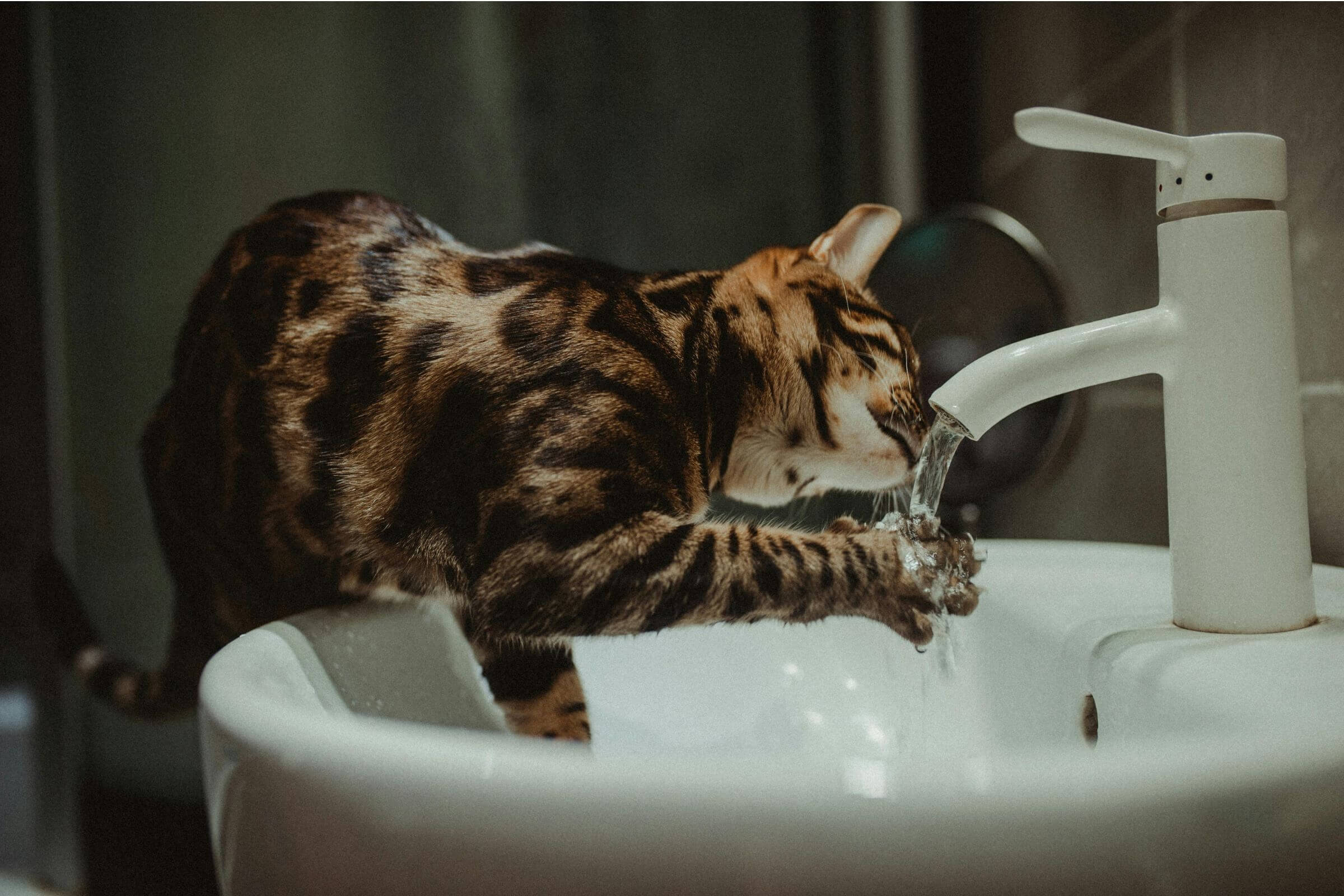 Como saber se o gato está com problema renal? clínica veterinária 24h