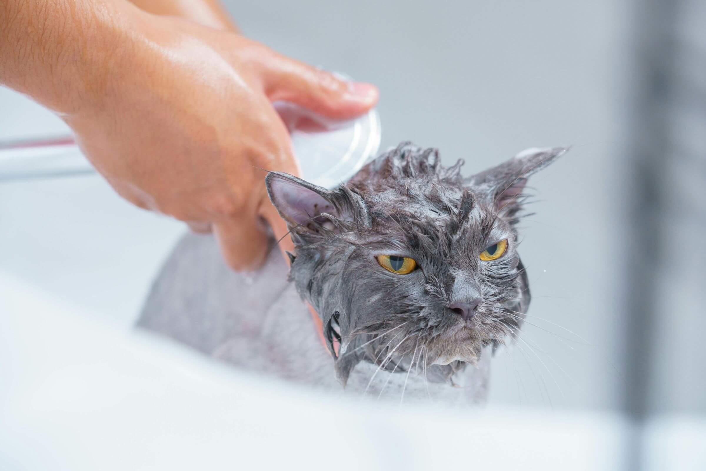 Posso dar banho no meu gato em casa? clínica veterinária 24h