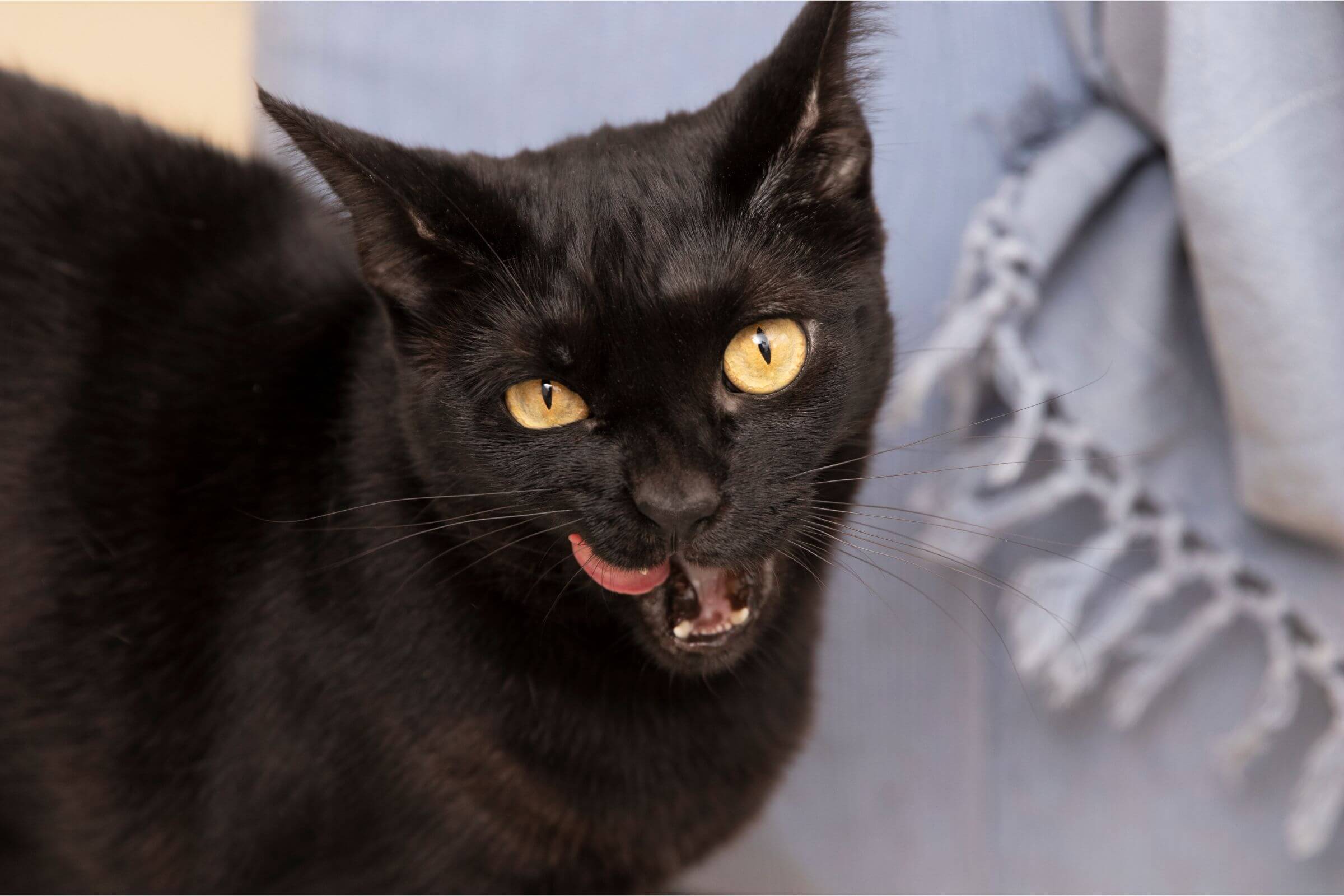 Gato com mau hálito: pode ser problema dentário? clínica veterinária 24h
