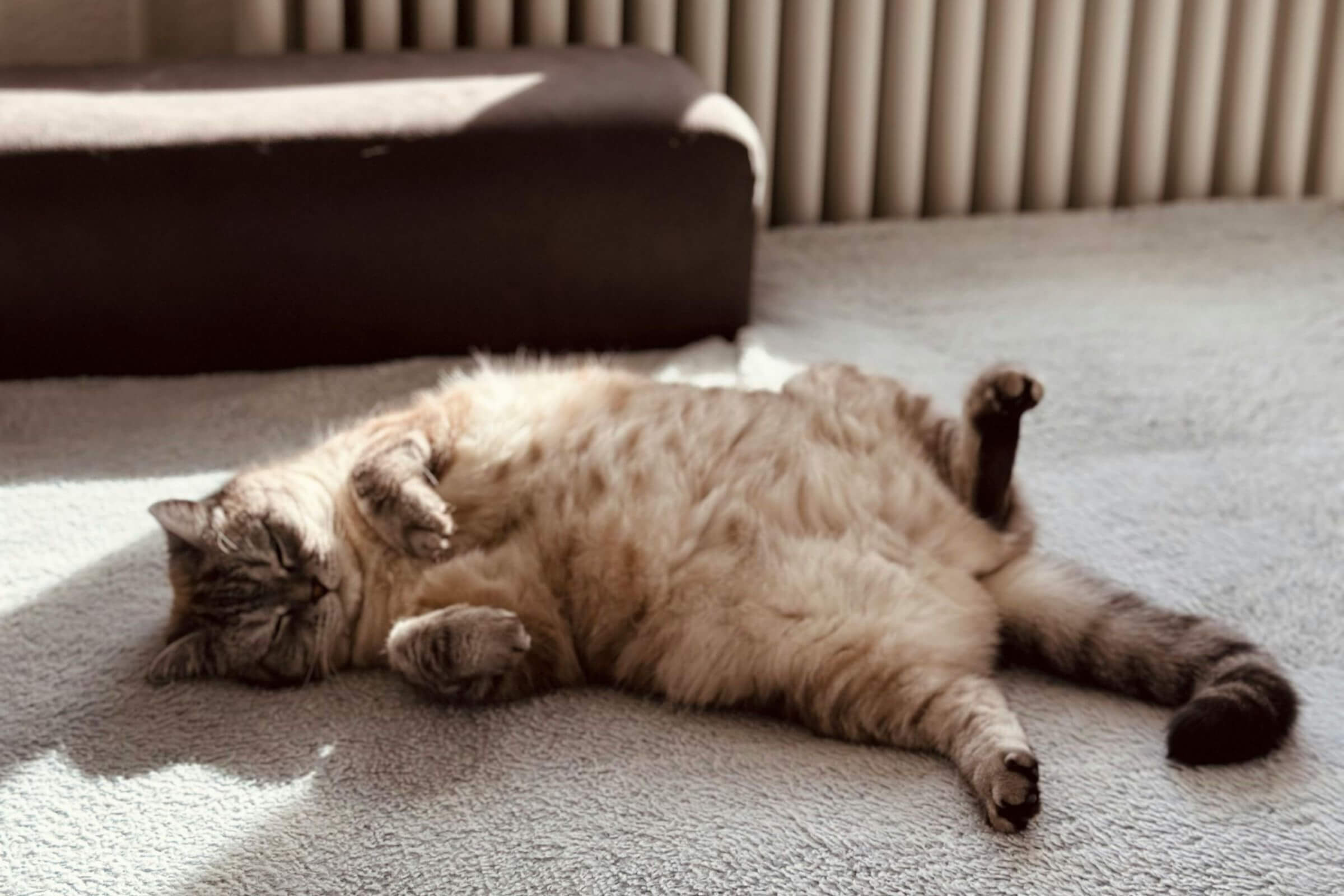 Como saber se meu gato está obeso? clínica veterinária 24h