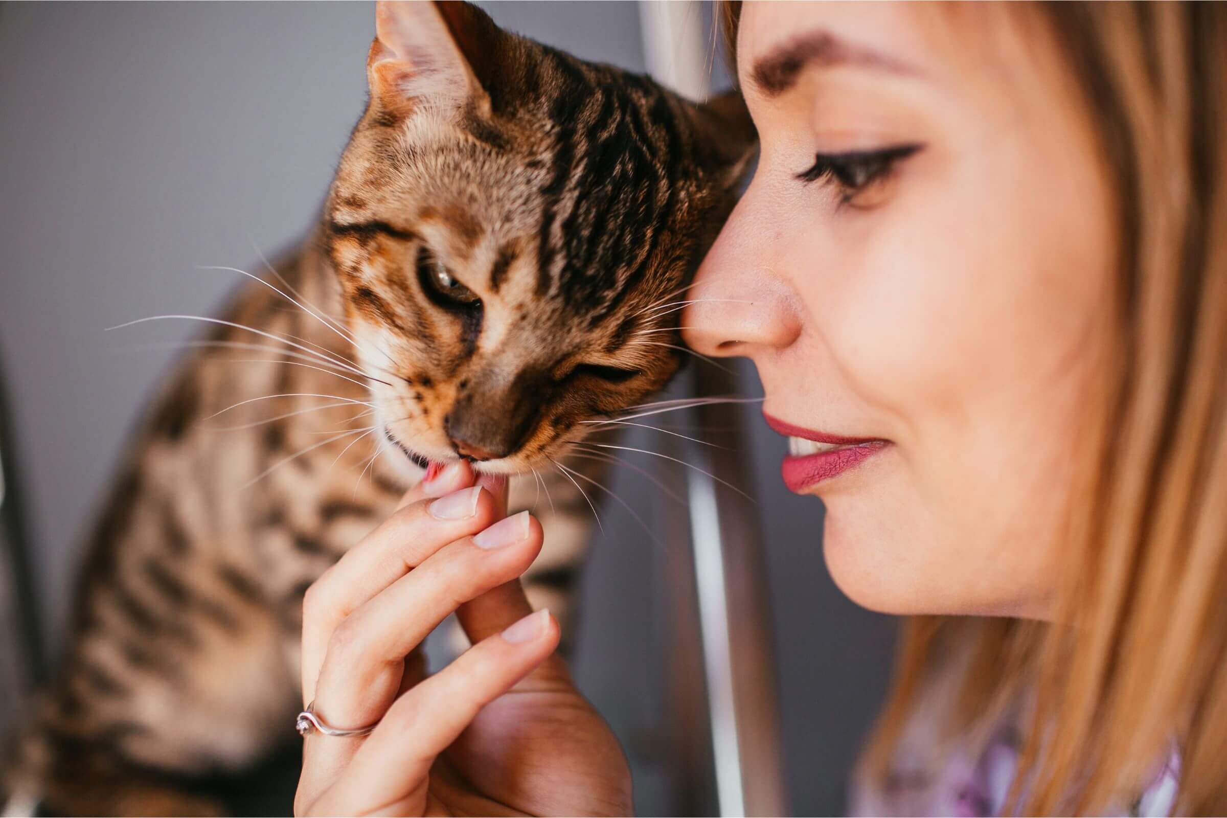 Por que meu gato lambe o tutor? clínica veterinária 24h