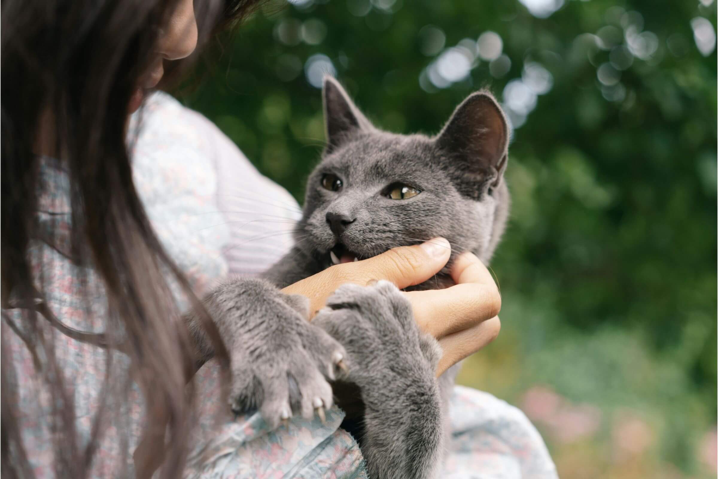 Meu gato ronrona muito alto: é normal? clínica veterinária 24h