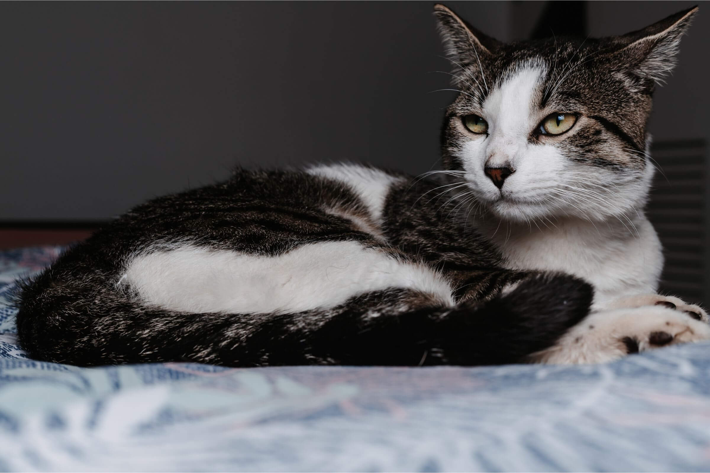 Meu gato está perdendo muito pelo: é preocupante? clínica veterinária 24h