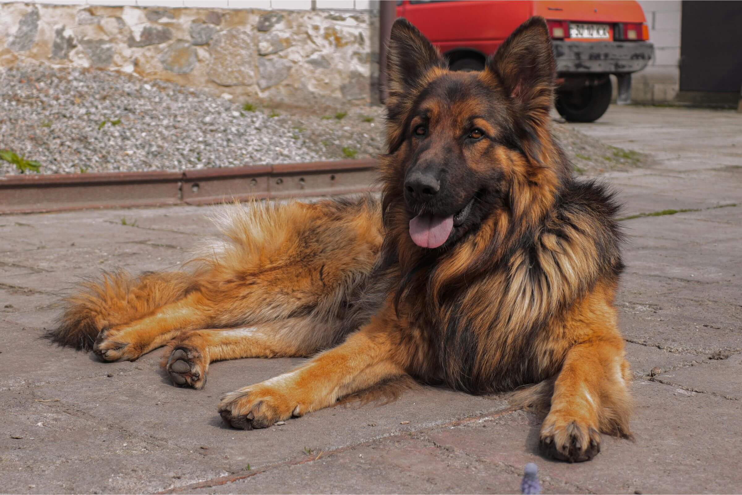 Quando castrar um cachorro de grande porte? clínica veterinária 24h