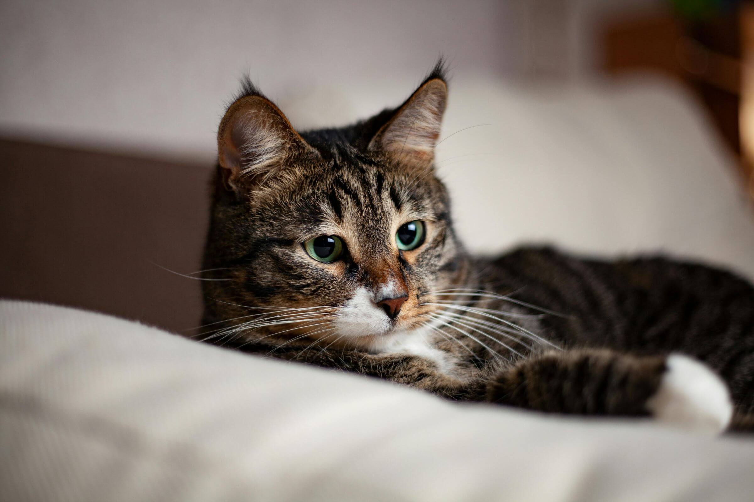 Como identificar gripe felina? clínica veterinária 24h