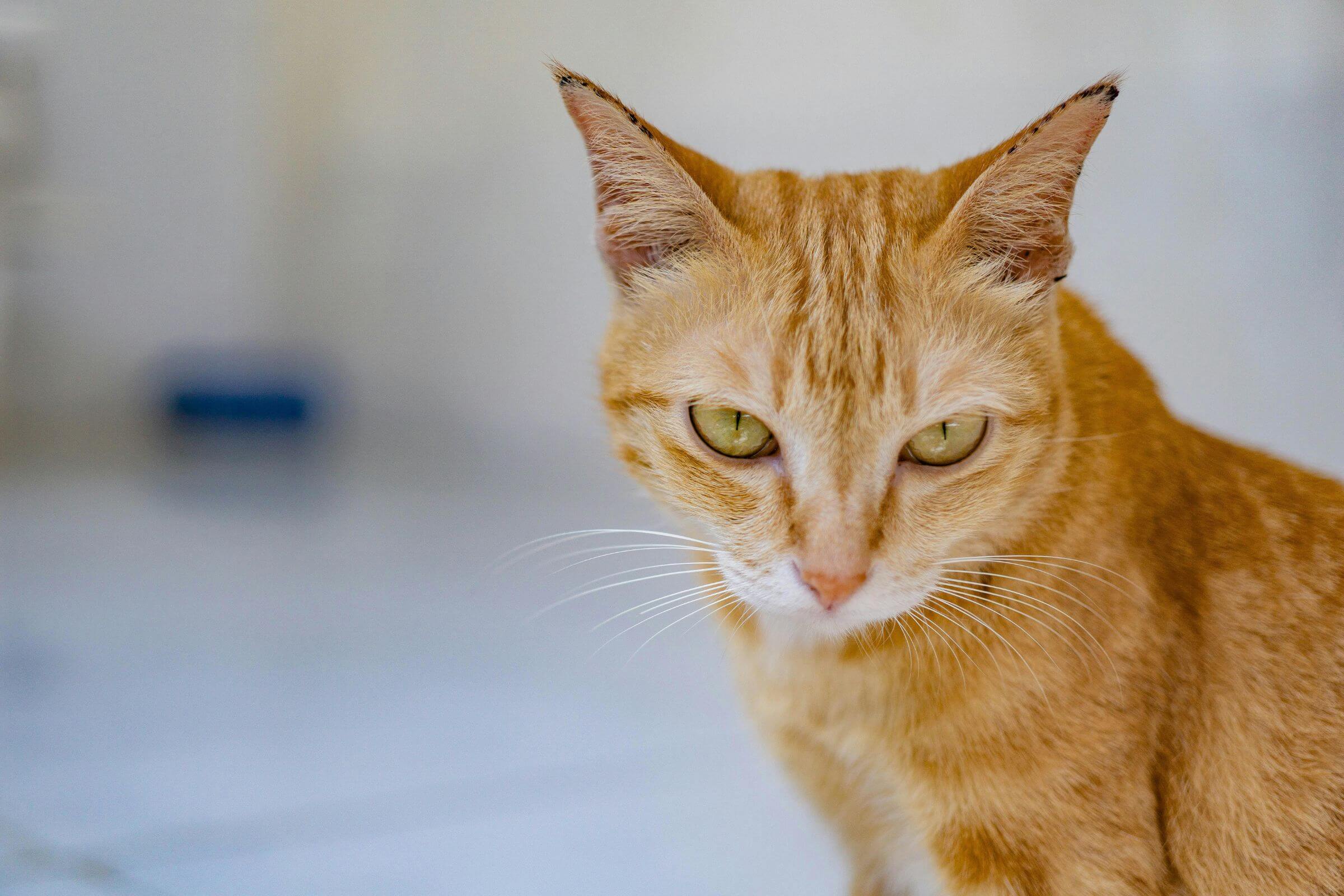 Meu gato está com sangue na urina: o que pode ser? clínica veterinária 24h