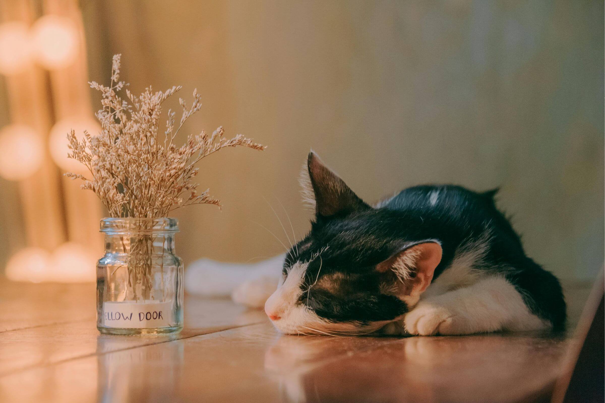 Gato idoso dormindo demais: é sinal de doença? clínica veterinária 24h