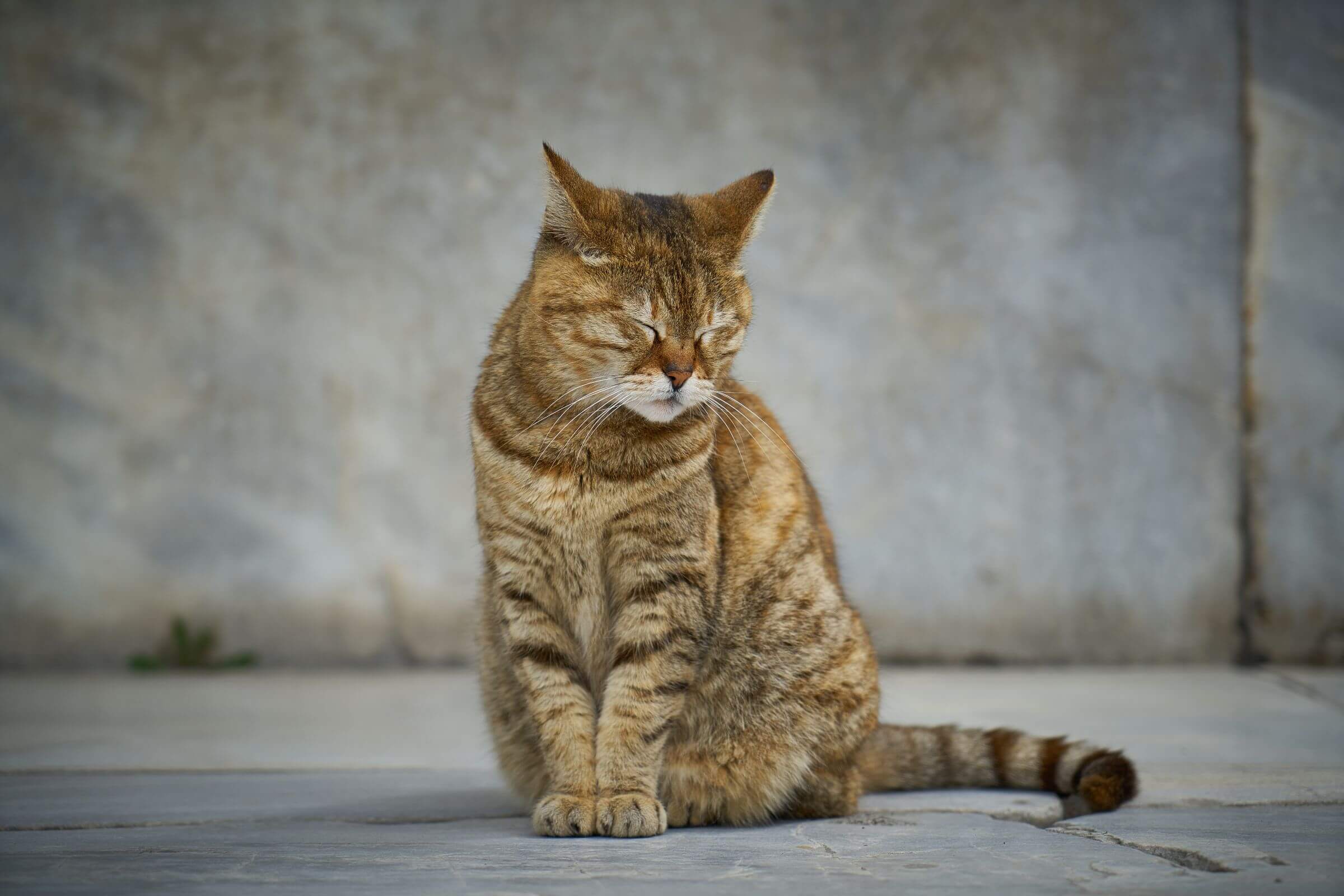 Meu gato vomitou bola de pelo com sangue: é grave? clínica veterinária 24h