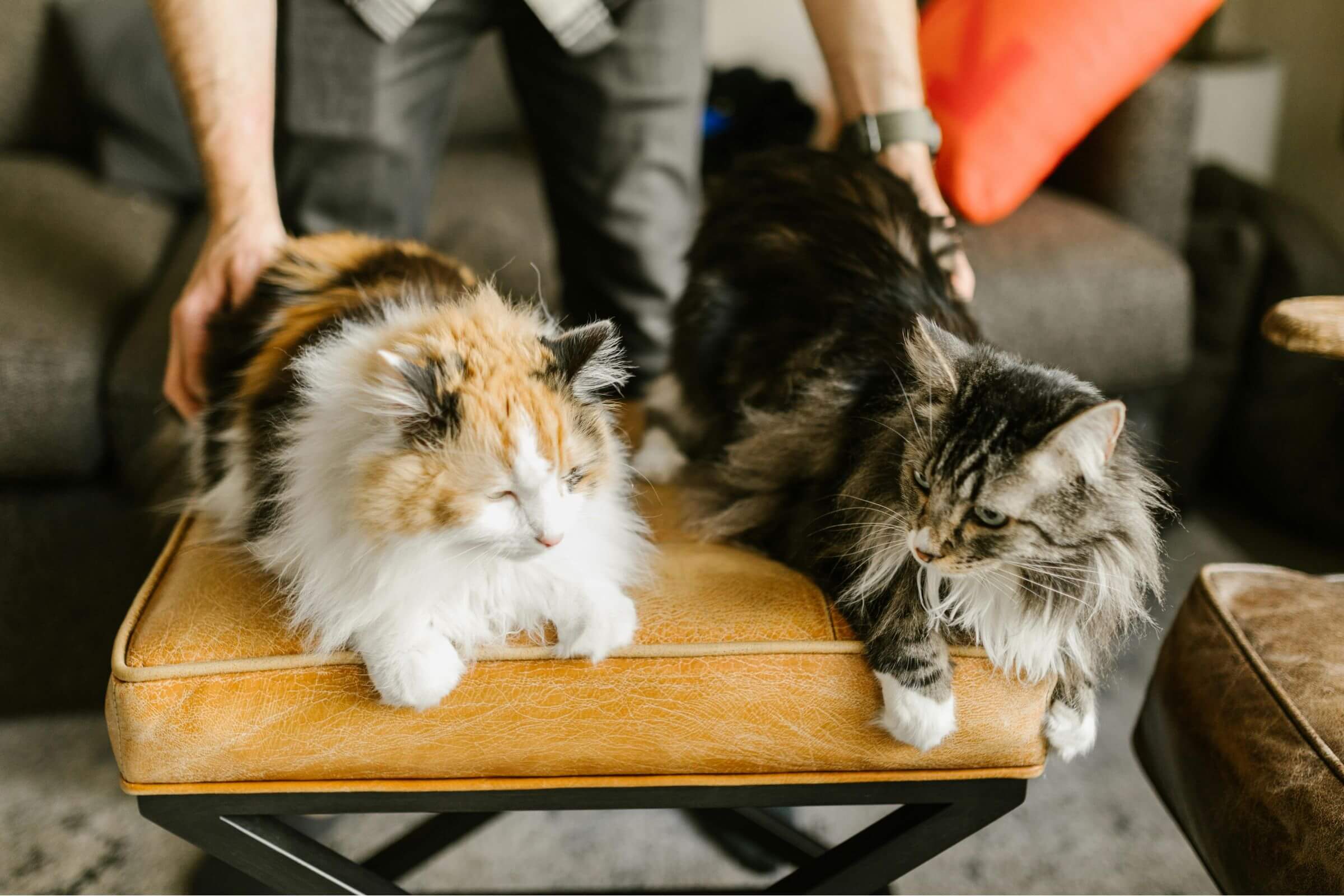 Como ajudar o gato a se adaptar a um novo pet? clínica veterinária 24h