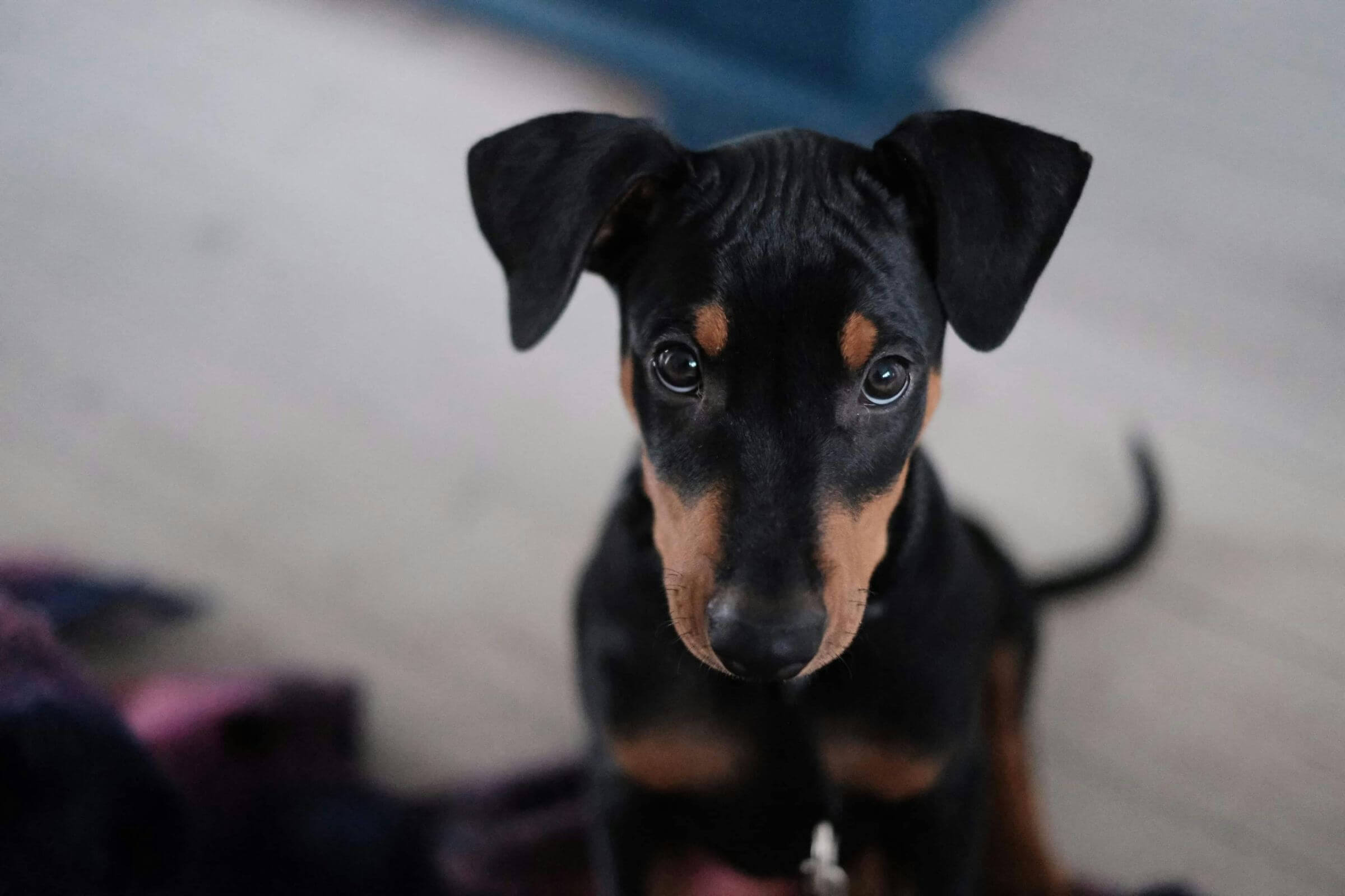Meu cachorro perdeu peso rápido: pode ser doença grave? clínica veterinária 24h