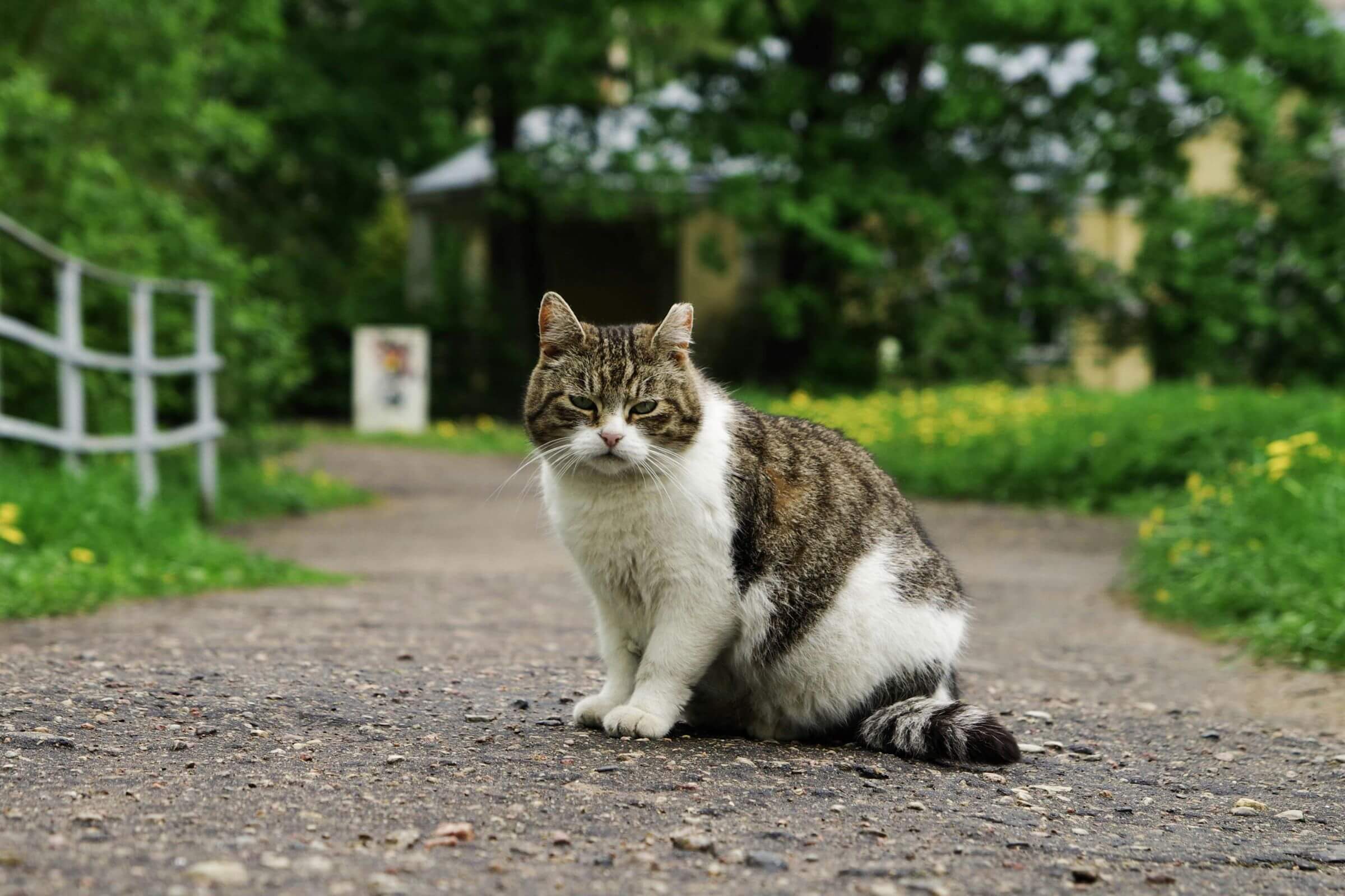 Como saber se o gato tem verme? clínica veterinária 24h