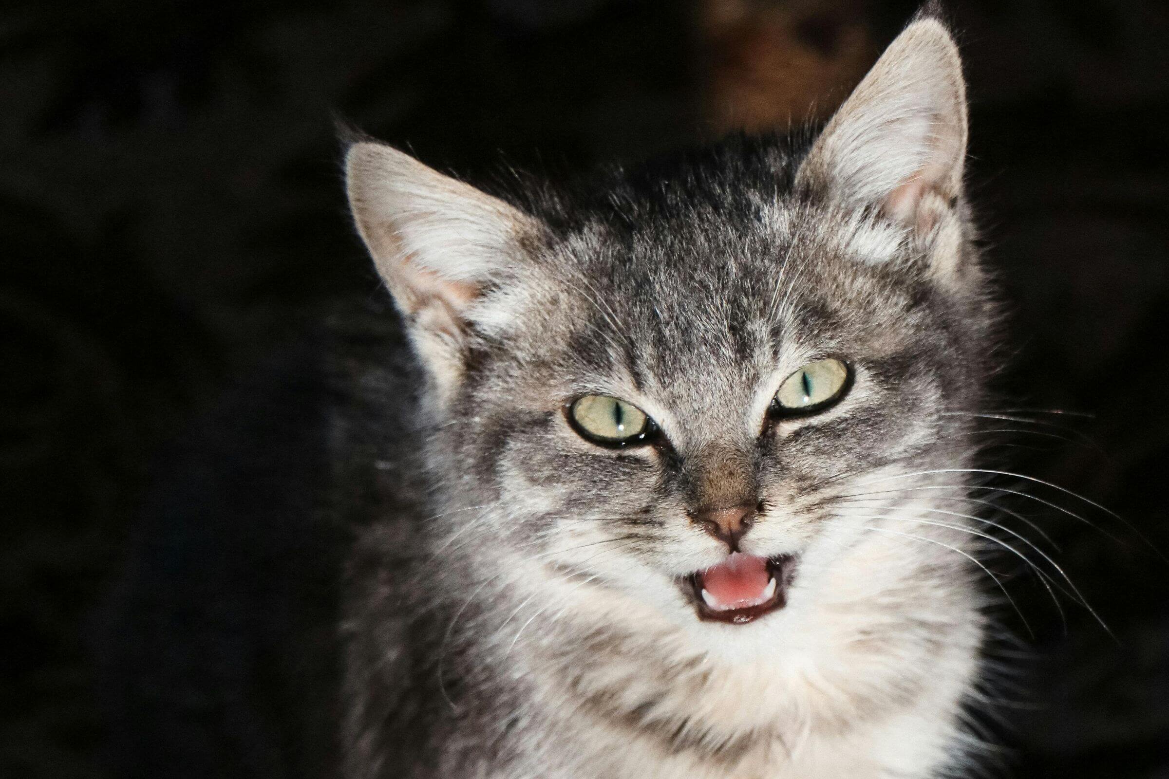 Gato ofegante: quando é emergência? clínica veterinária 24h