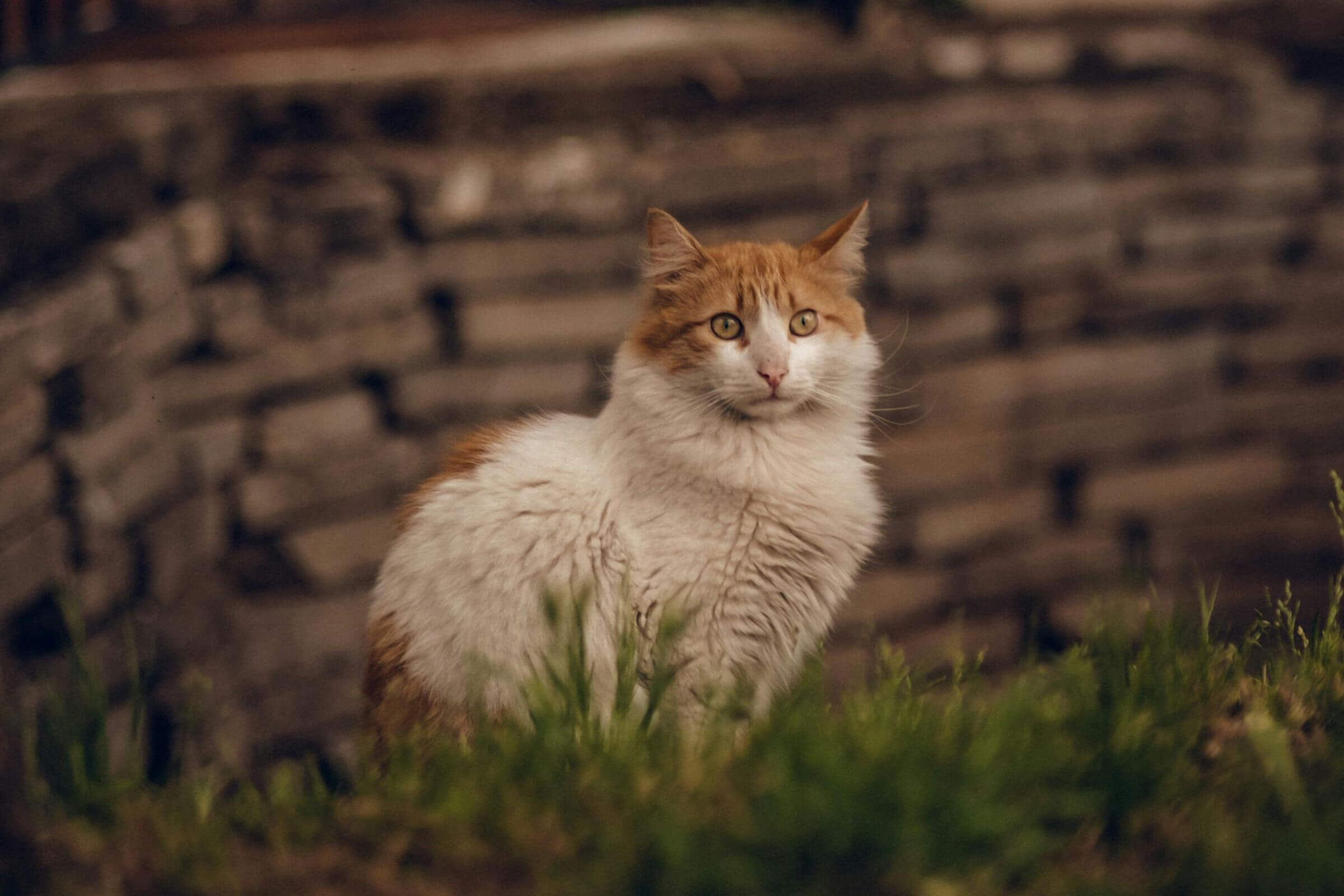 O que significa quando o gato não usa a caixa de areia? clínica veterinária 24h