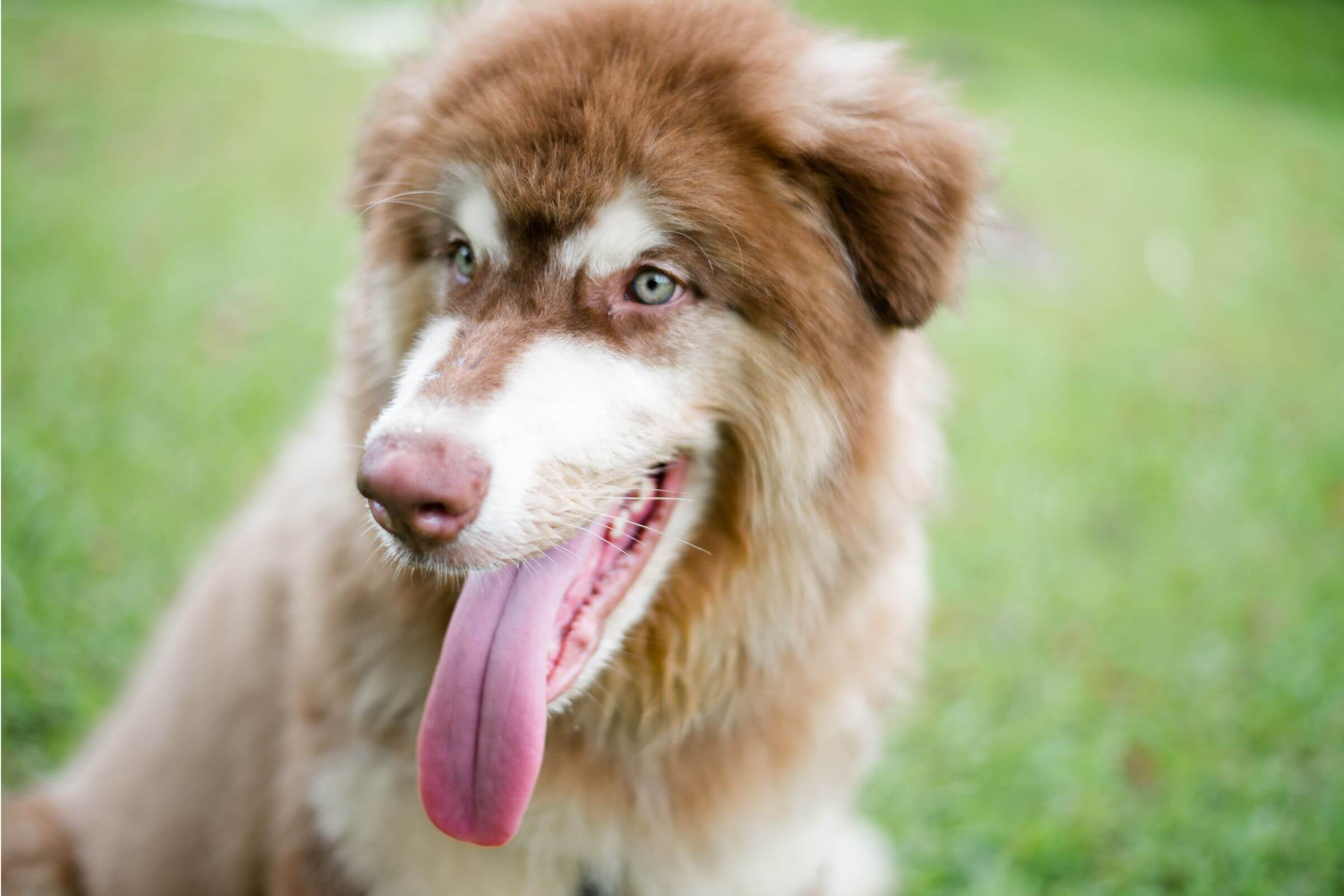 Por que o cachorro lambe muito as patas? clínica veterinária 24h