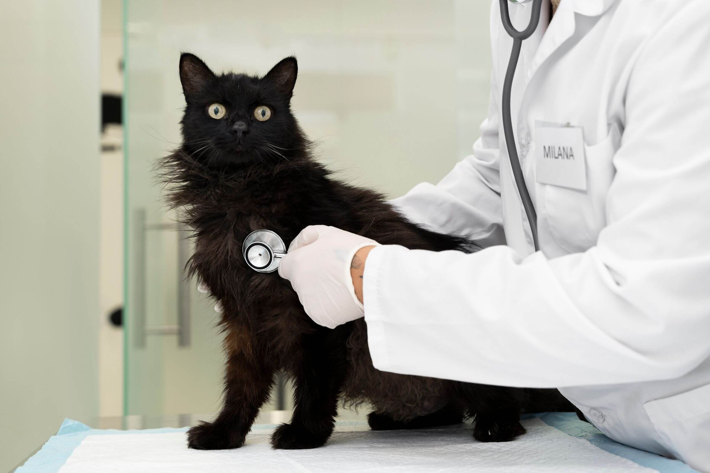 Como identificar doença cardíaca em gatos? clínica veterinária 24h