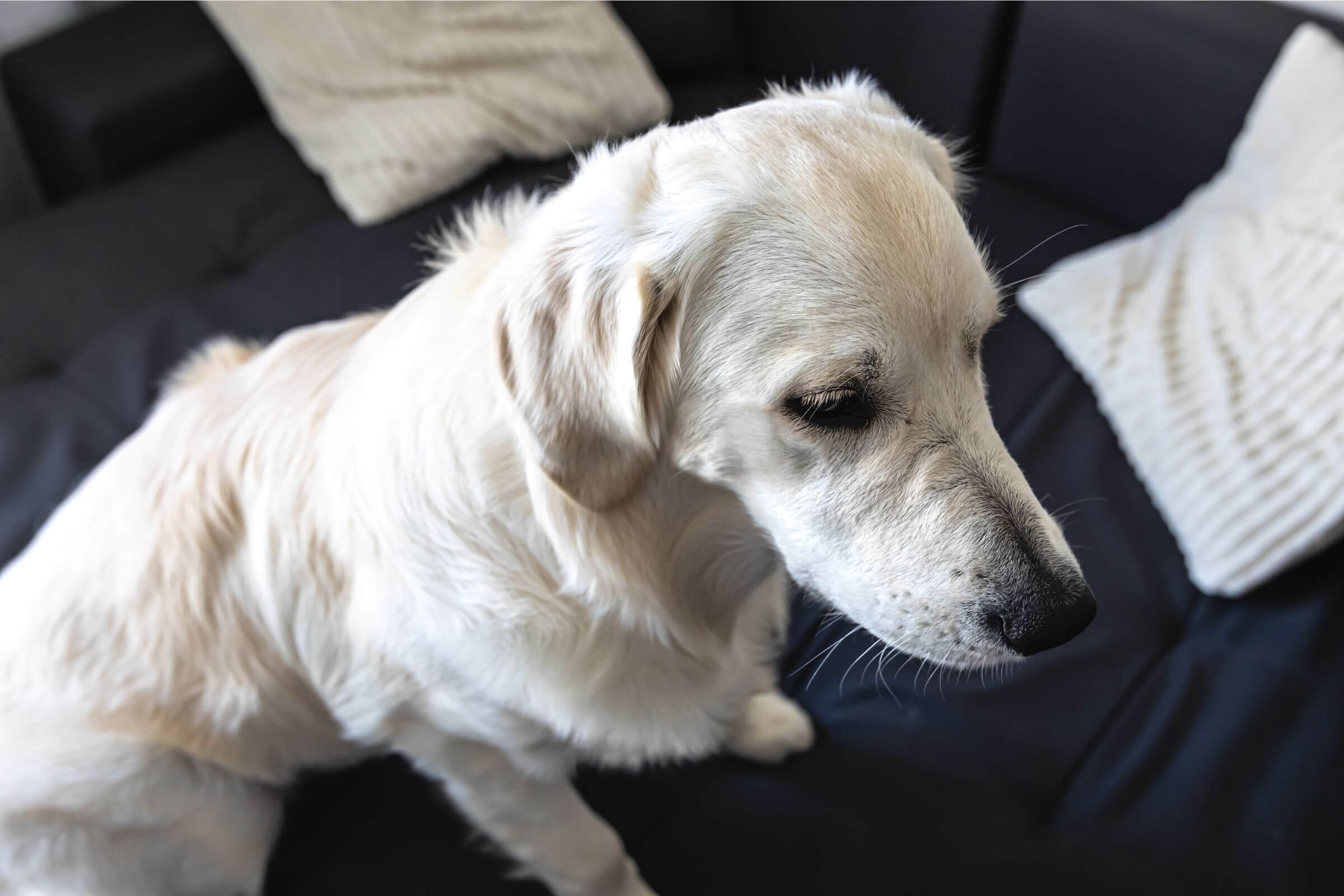 Como identificar leptospirose em cães? clínica veterinária 24h