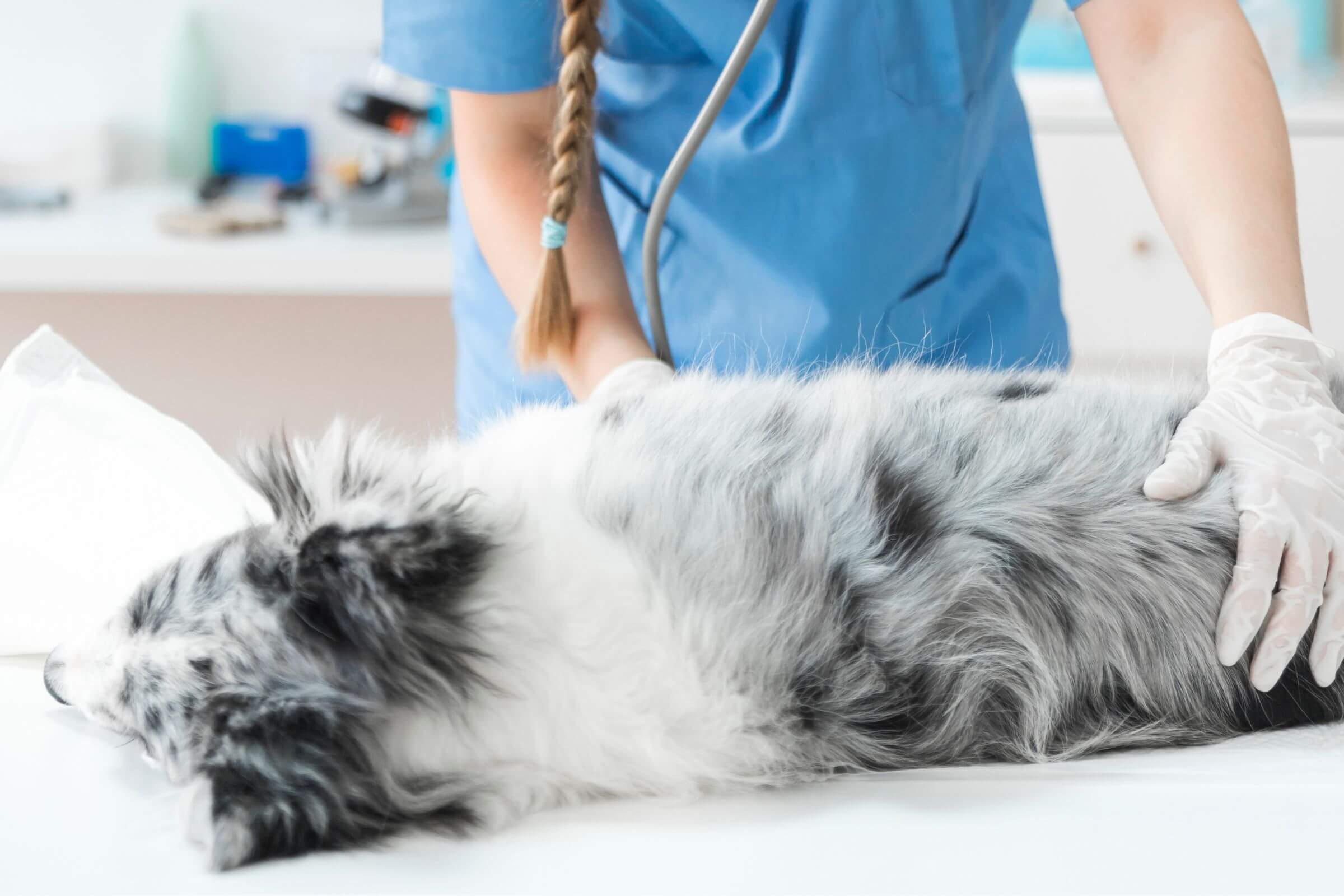 Cão com parada respiratória: como é o atendimento de emergência, clínica veterinária 24h