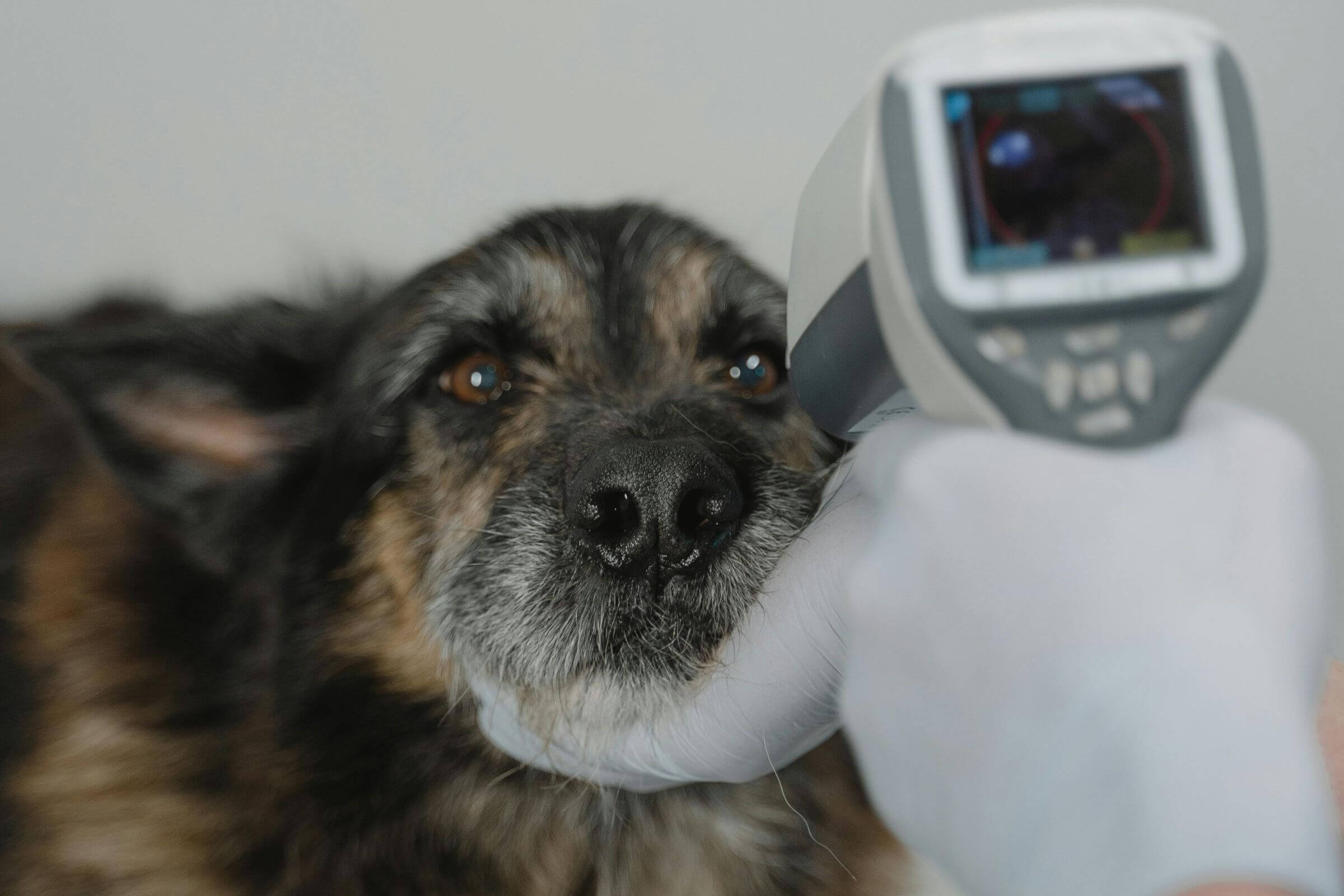 Casos mais comuns que chegam em clínica veterinária 24h, clínica veterinária 24h