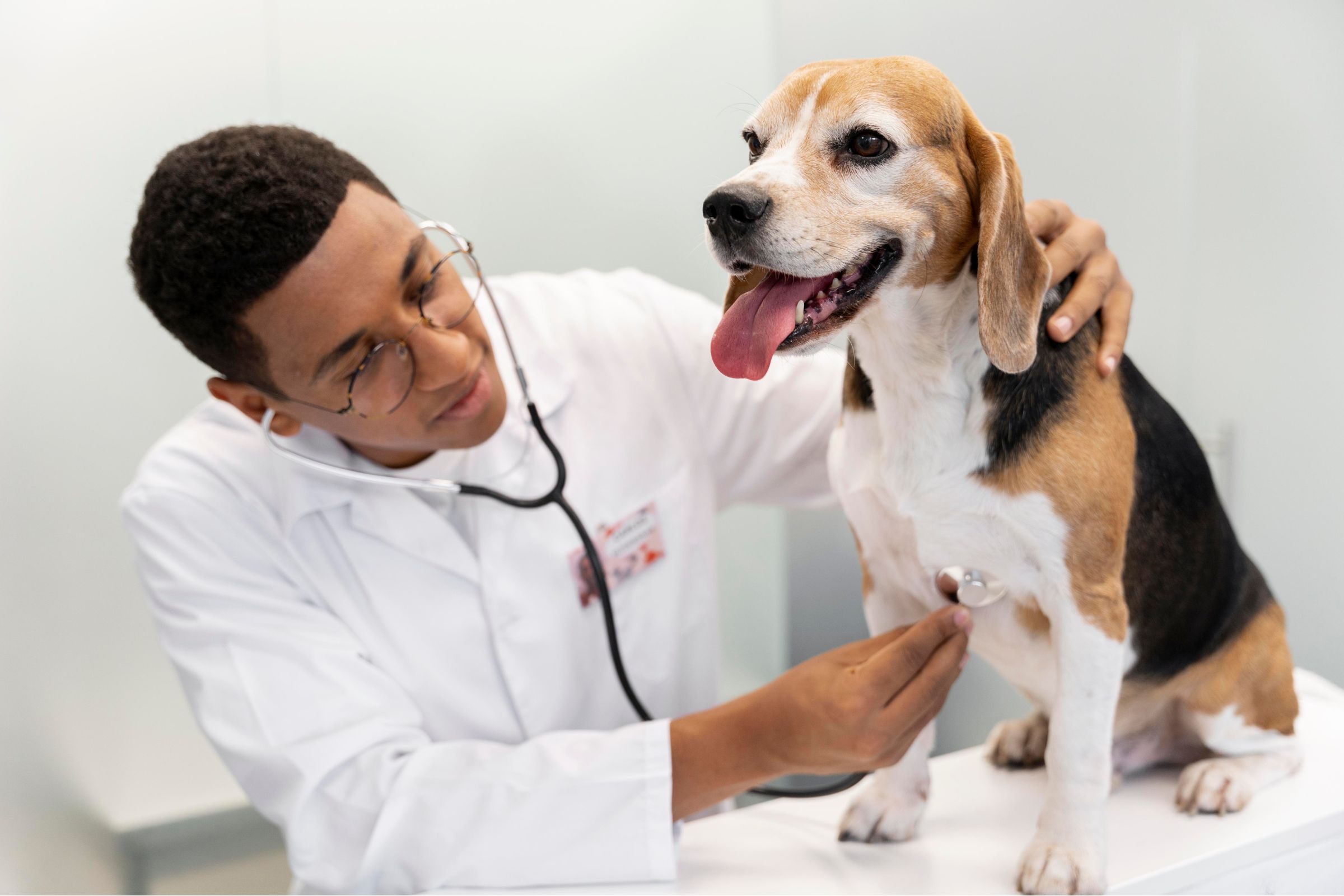 Como saber se o cachorro tem problema no coração? clínica veterinária 24h