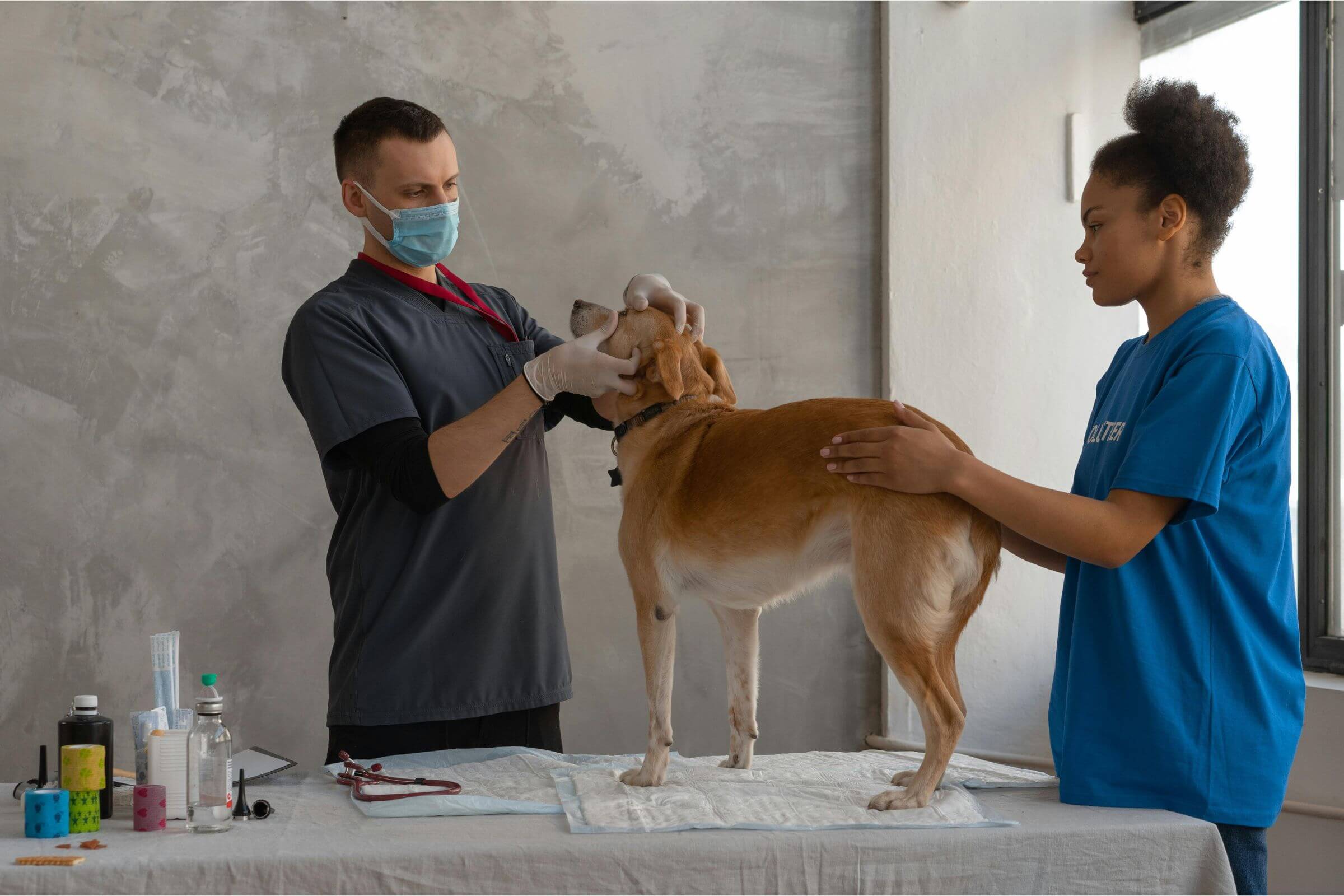O que é atendimento veterinário de emergência? clínica veterinária 24h