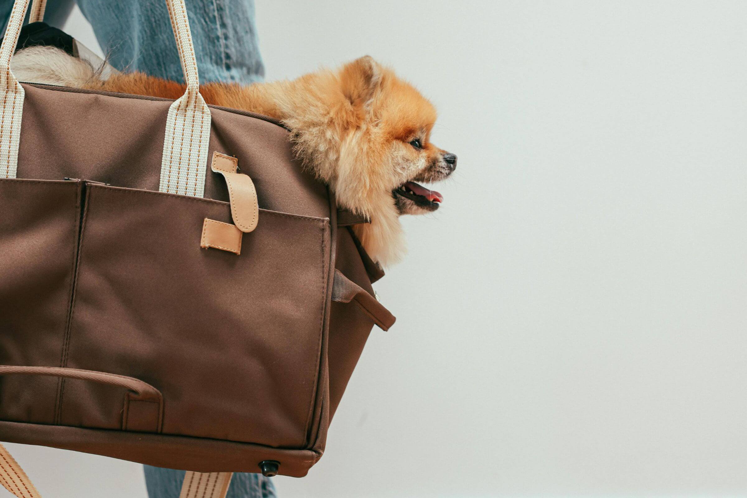 O que levar no atendimento veterinário de emergência? clínica veterinária 24h