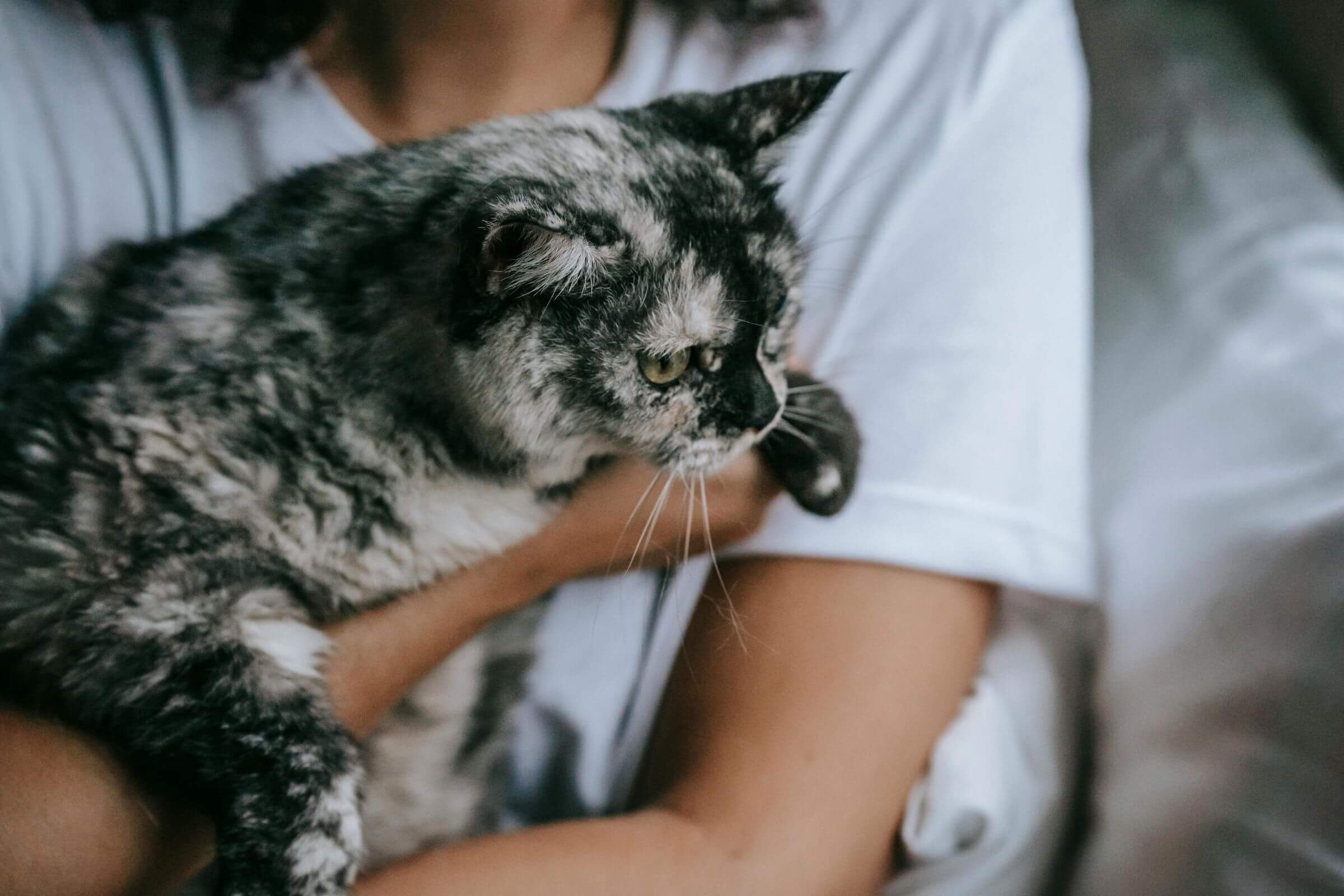 Preciso marcar hora em clínica veterinária 24h? clínica veterinária 24h