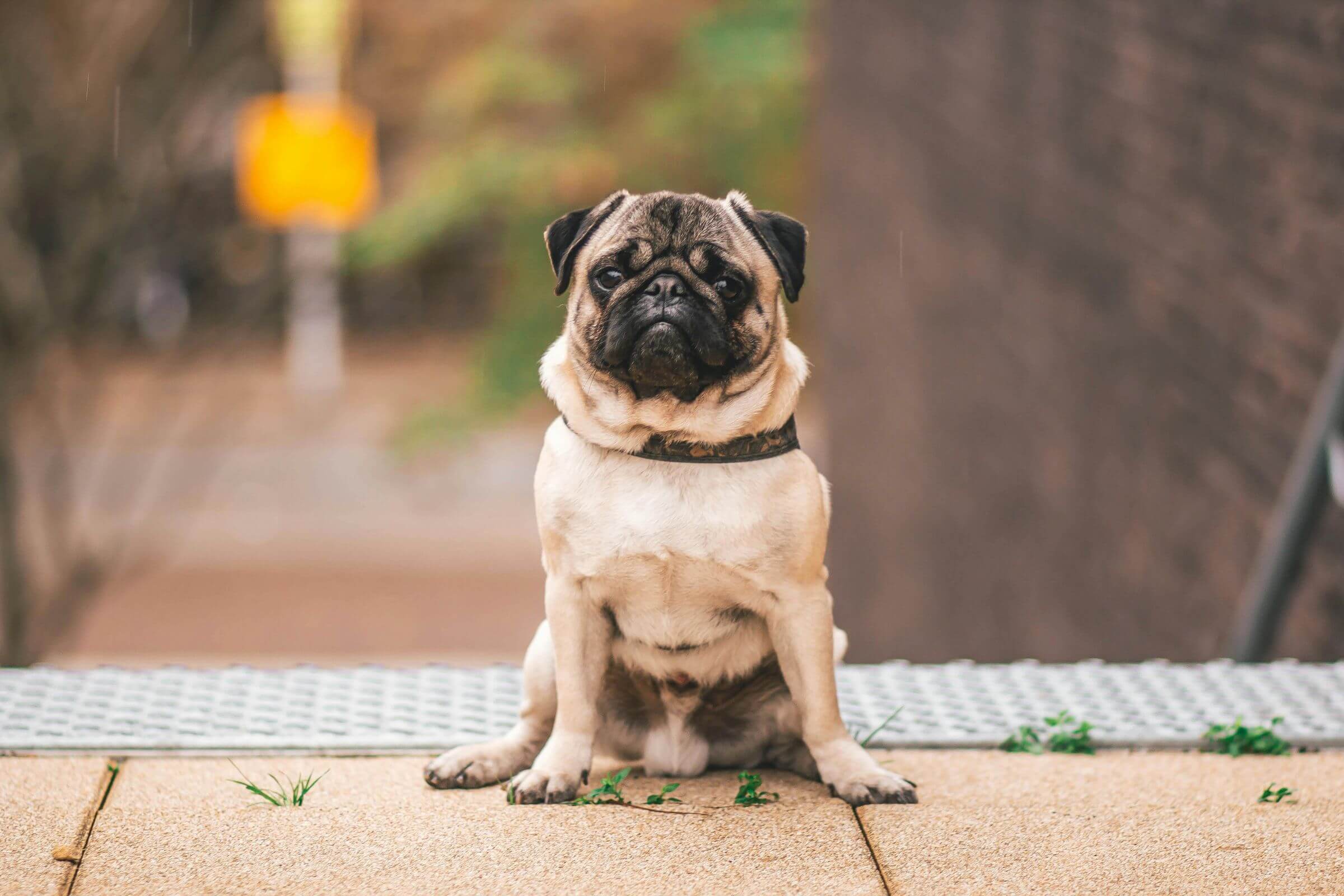 Meu cachorro está com secreção no pênis: é normal? clínica veterinária 24h