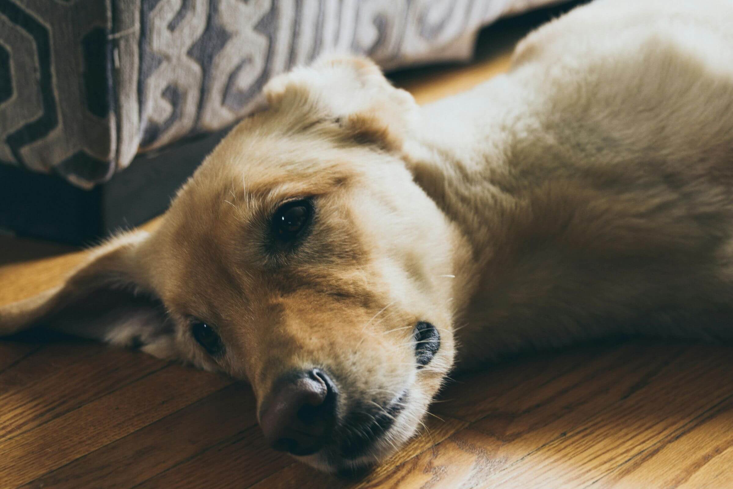 Meu cachorro está vomitando espuma branca: o que pode ser? clínica veterinária 24h