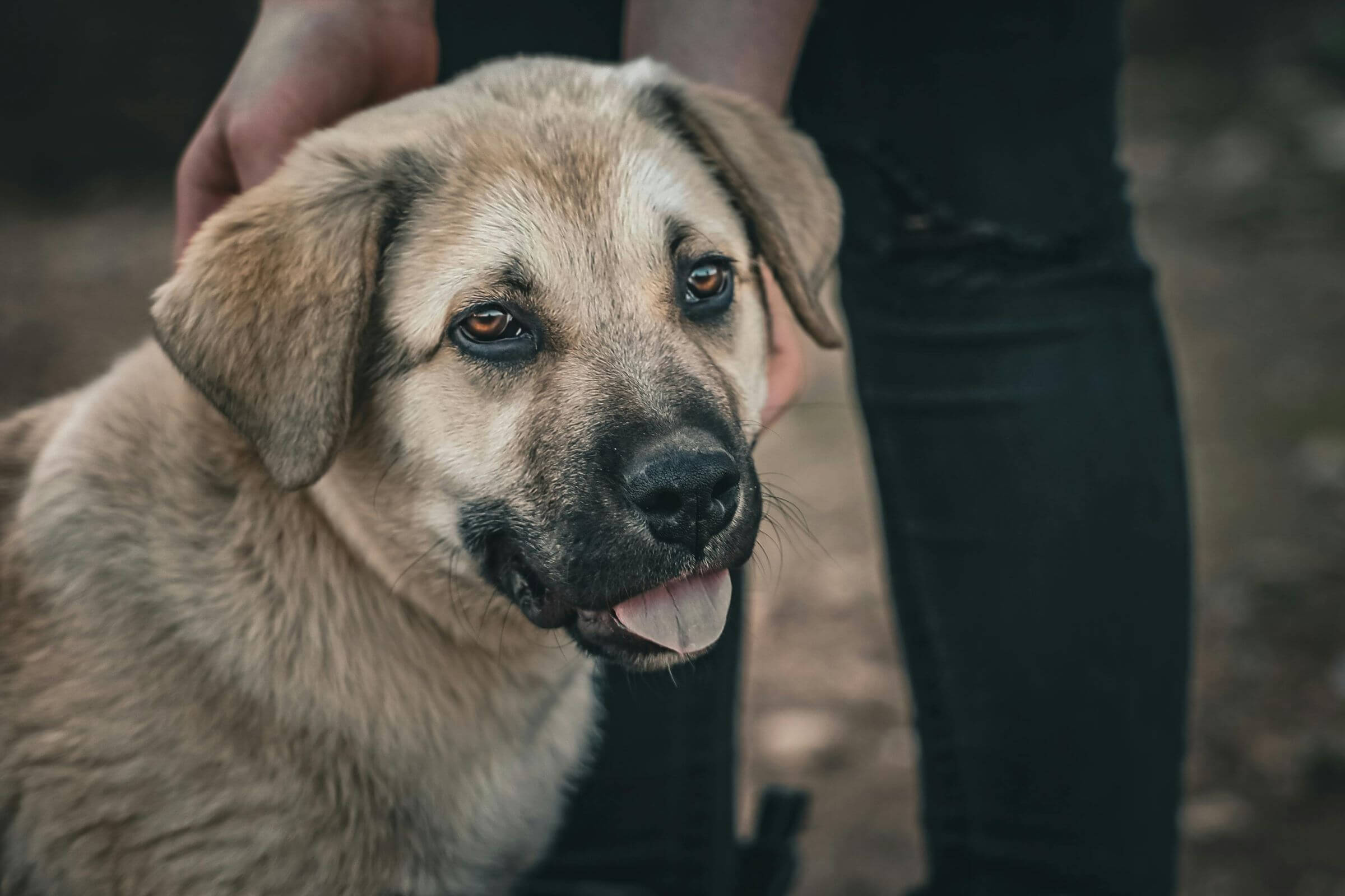 Meu cachorro está com ferida que não cicatriza: o que pode ser? clínica veterinária 24h