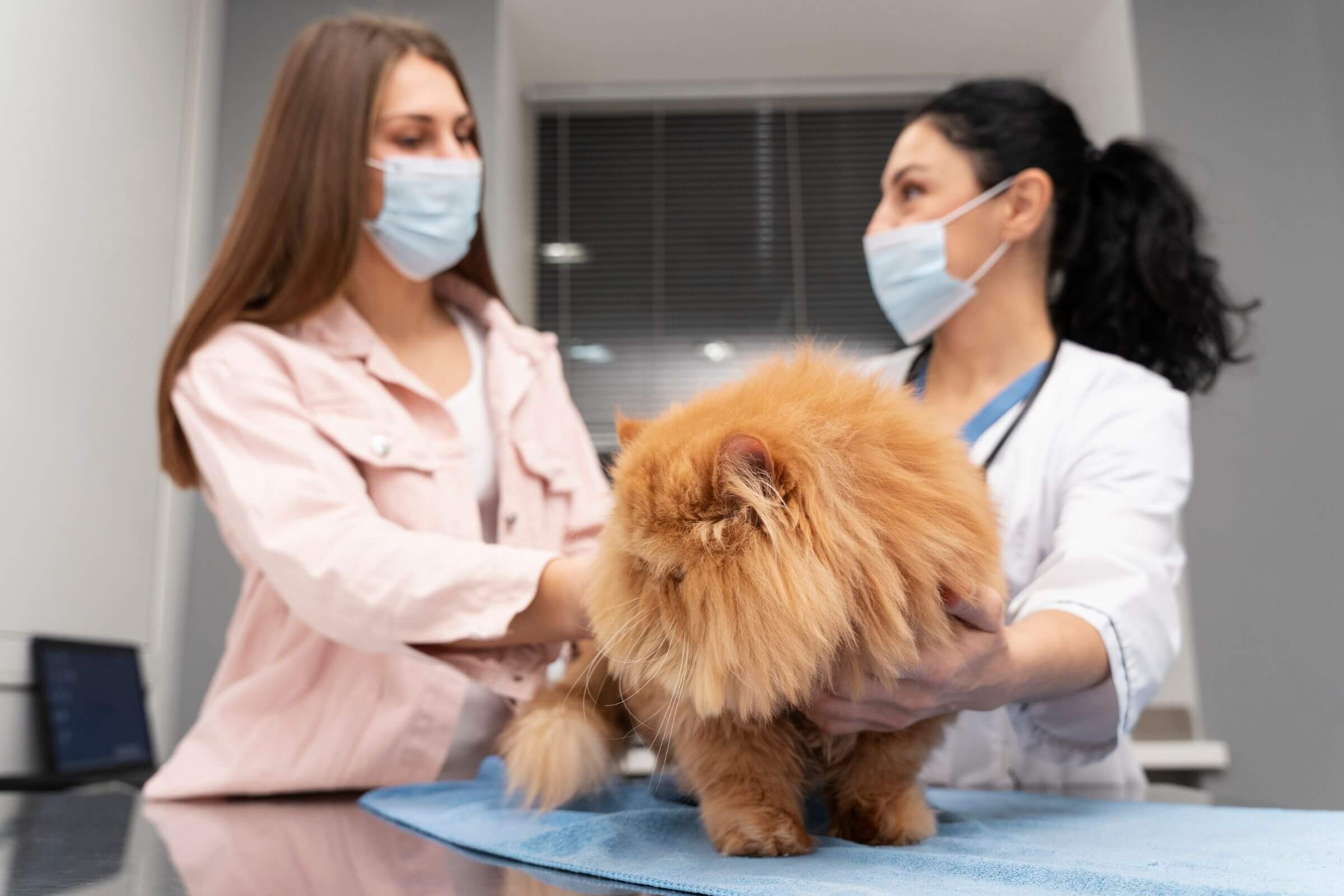 Vantagens de ter uma clínica veterinária 24h na sua cidade, clínica veterinária 24h