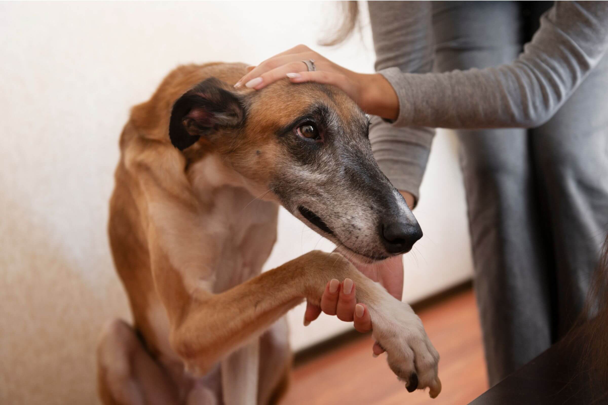 Como ajudar um cachorro com artrite? clínica veterinária 24h