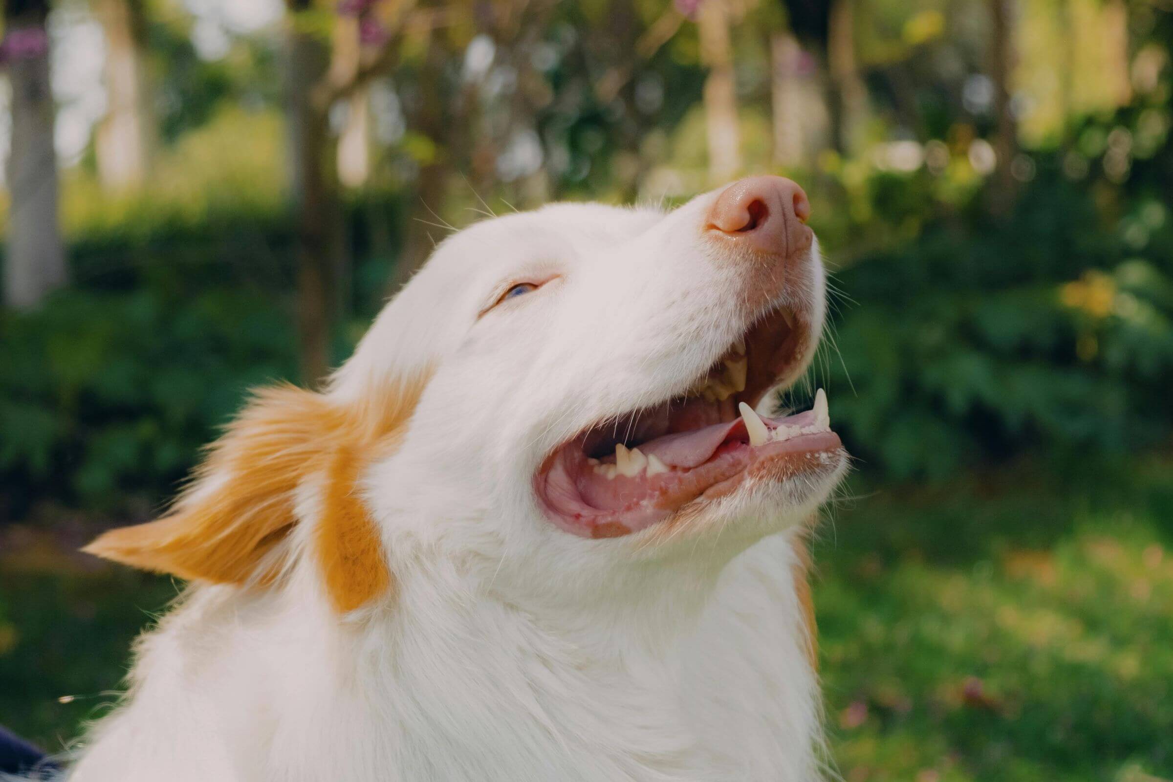 Meu cachorro está tossindo como se estivesse engasgado: o que pode ser? clínica veterinária 24h