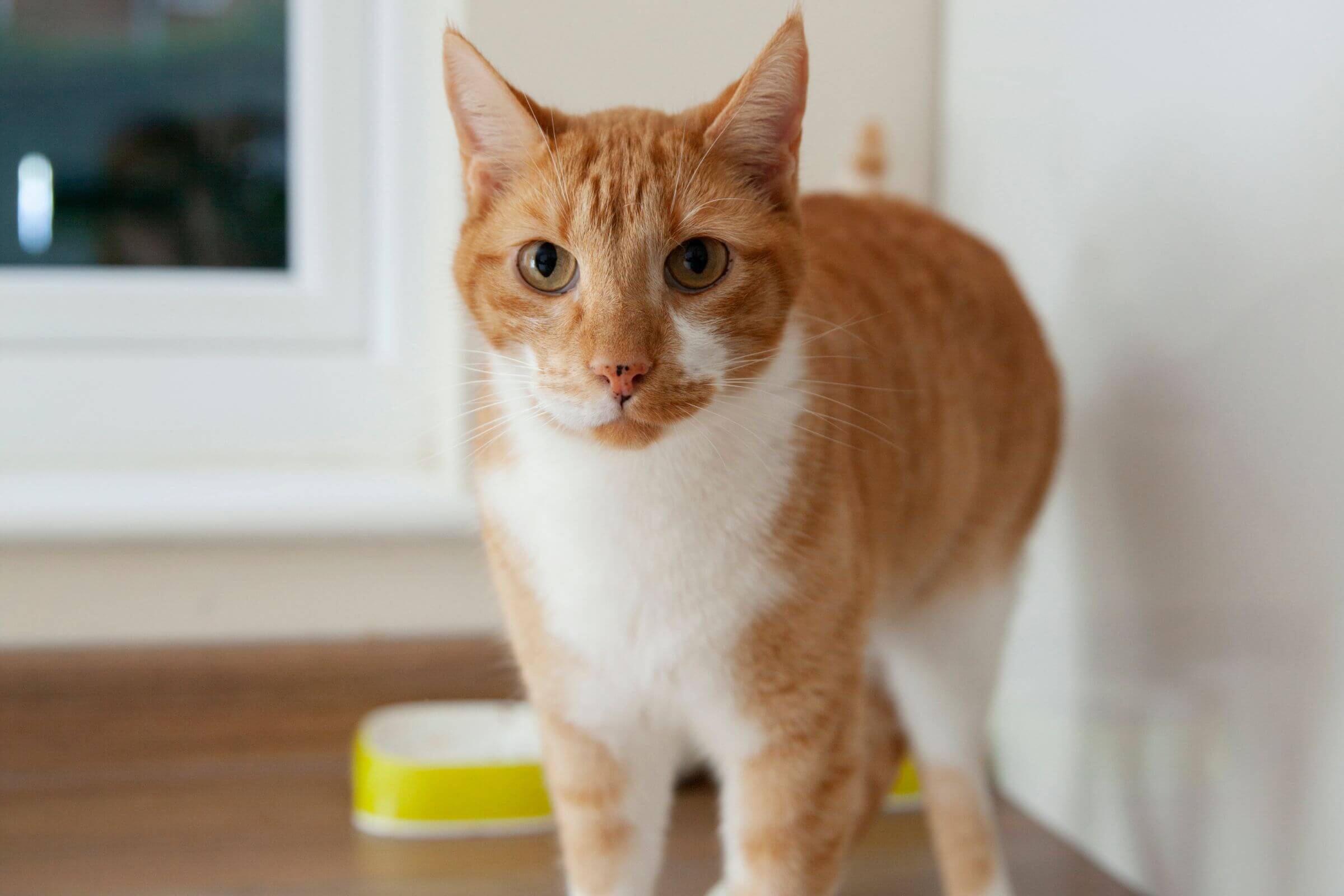 O caso da gata que parou de comer por um motivo inesperado, clínica veterinária 24h
