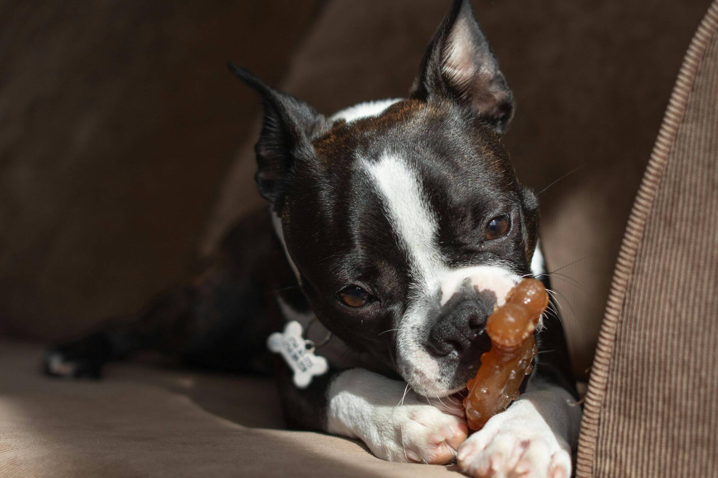O caso do cachorro que comeu um brinquedo impossível, veterinário 24h
