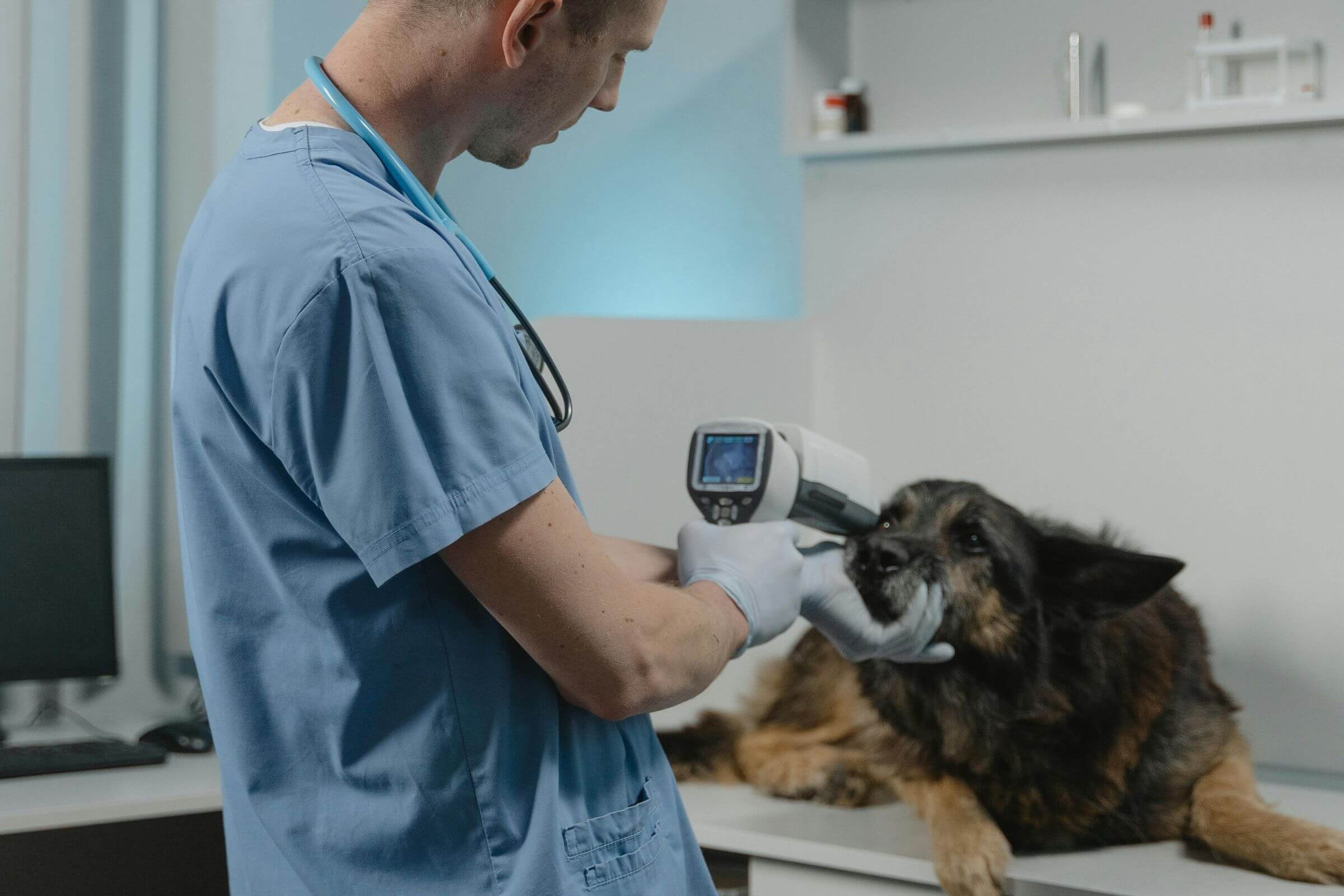 O que realmente acontece dentro de um hospital veterinário 24h, clínica veterinária 24h