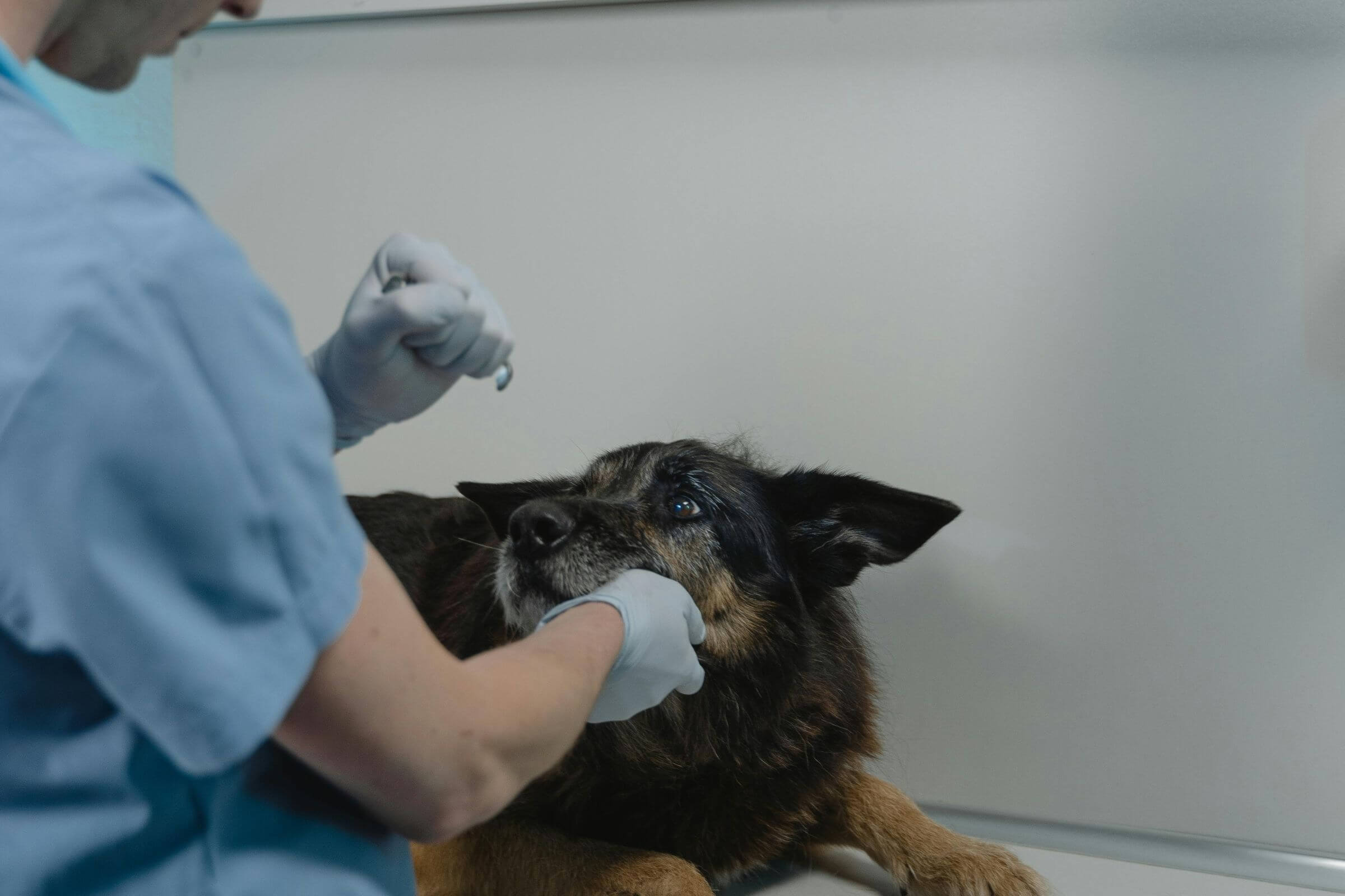 Por que alguns casos simples evoluem e viram emergência, clínica veterinária 24h