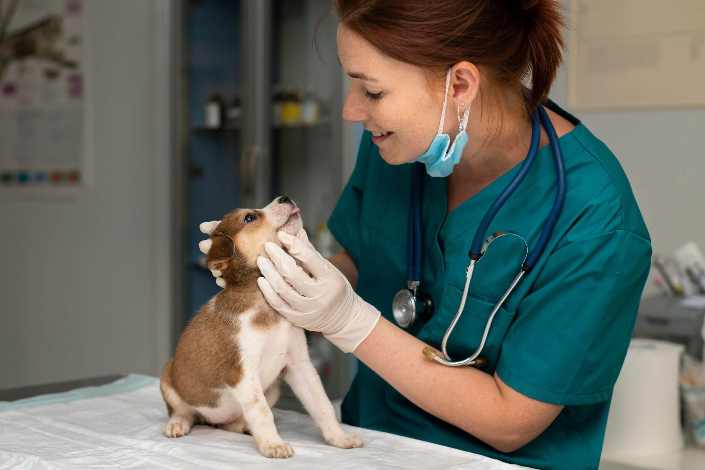 Primeira consulta do pet: como funciona e o que levar, clínica veterinária 24h