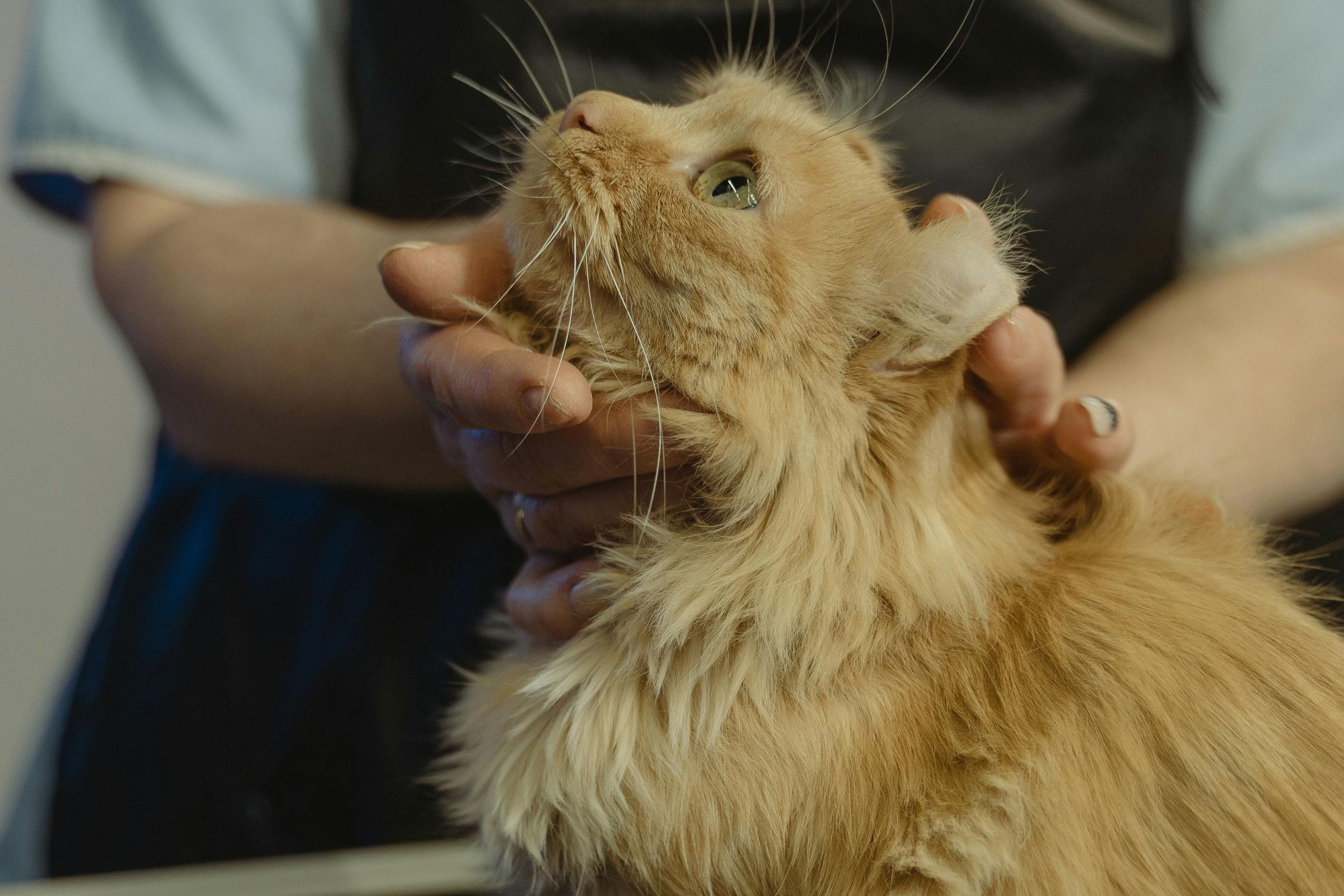 Problemas oculares mais comuns que exigem especialista, clínica veterinária 24h
