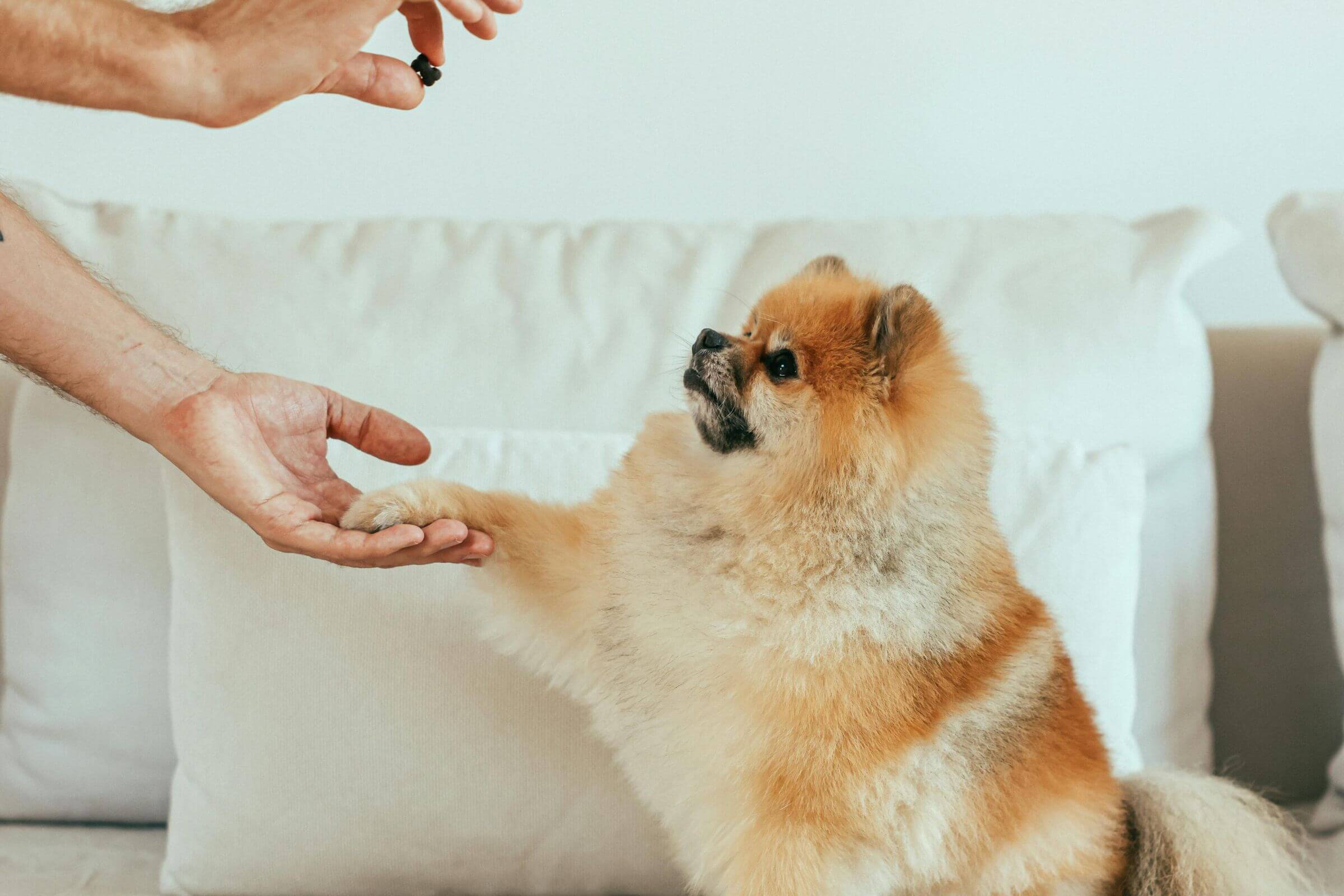 Como ensinar comandos básicos em casa, clínica veterinária 24h